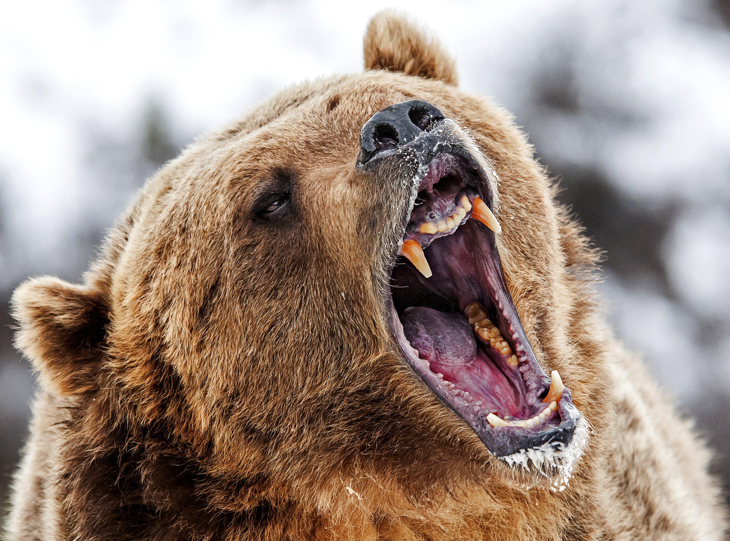 Image: ImageBy_Scott_E_Read_grizzly_attack_canada_1