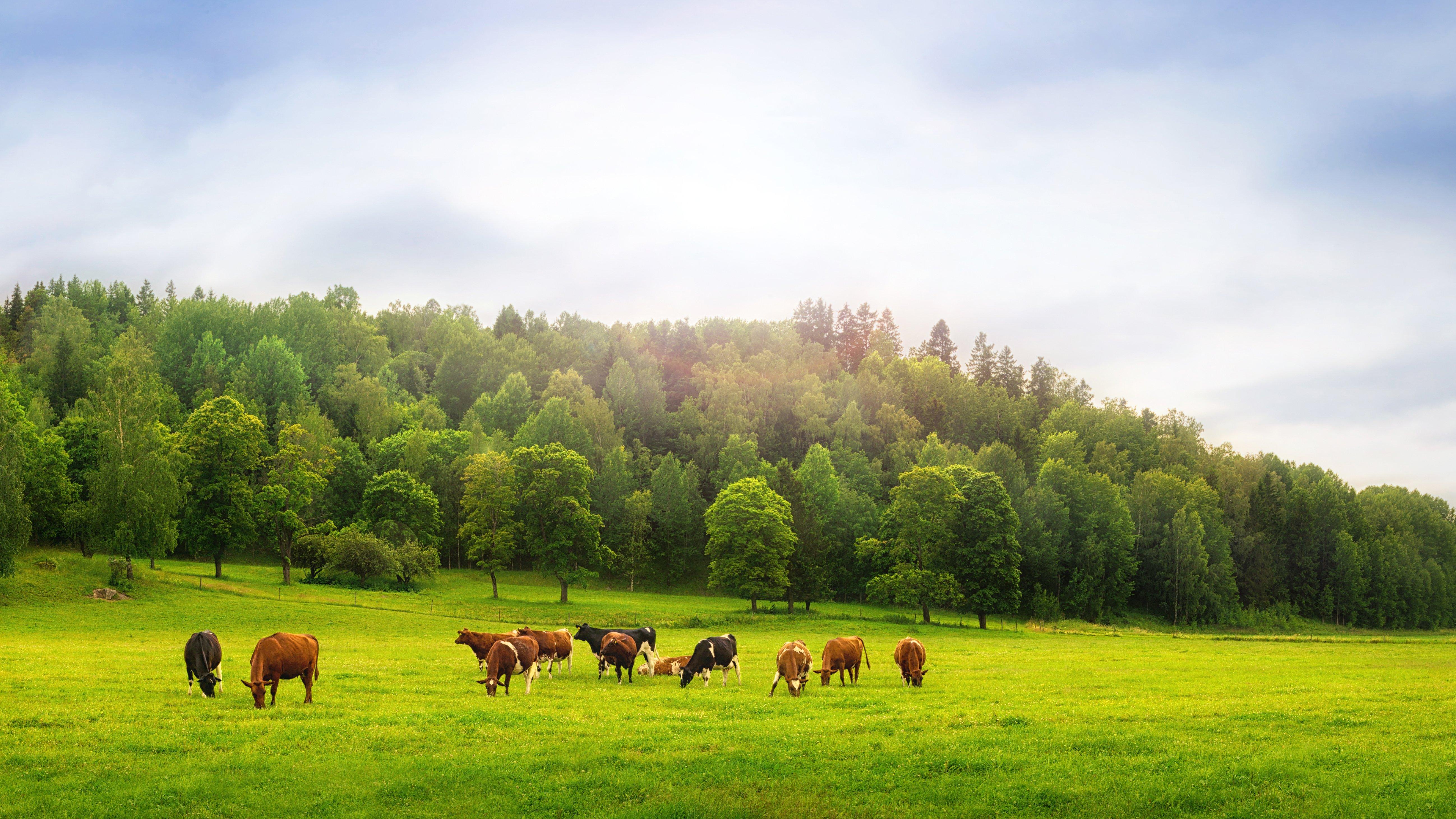 Image: ImageBy_Stefan_Holm_cattle_grazing_1