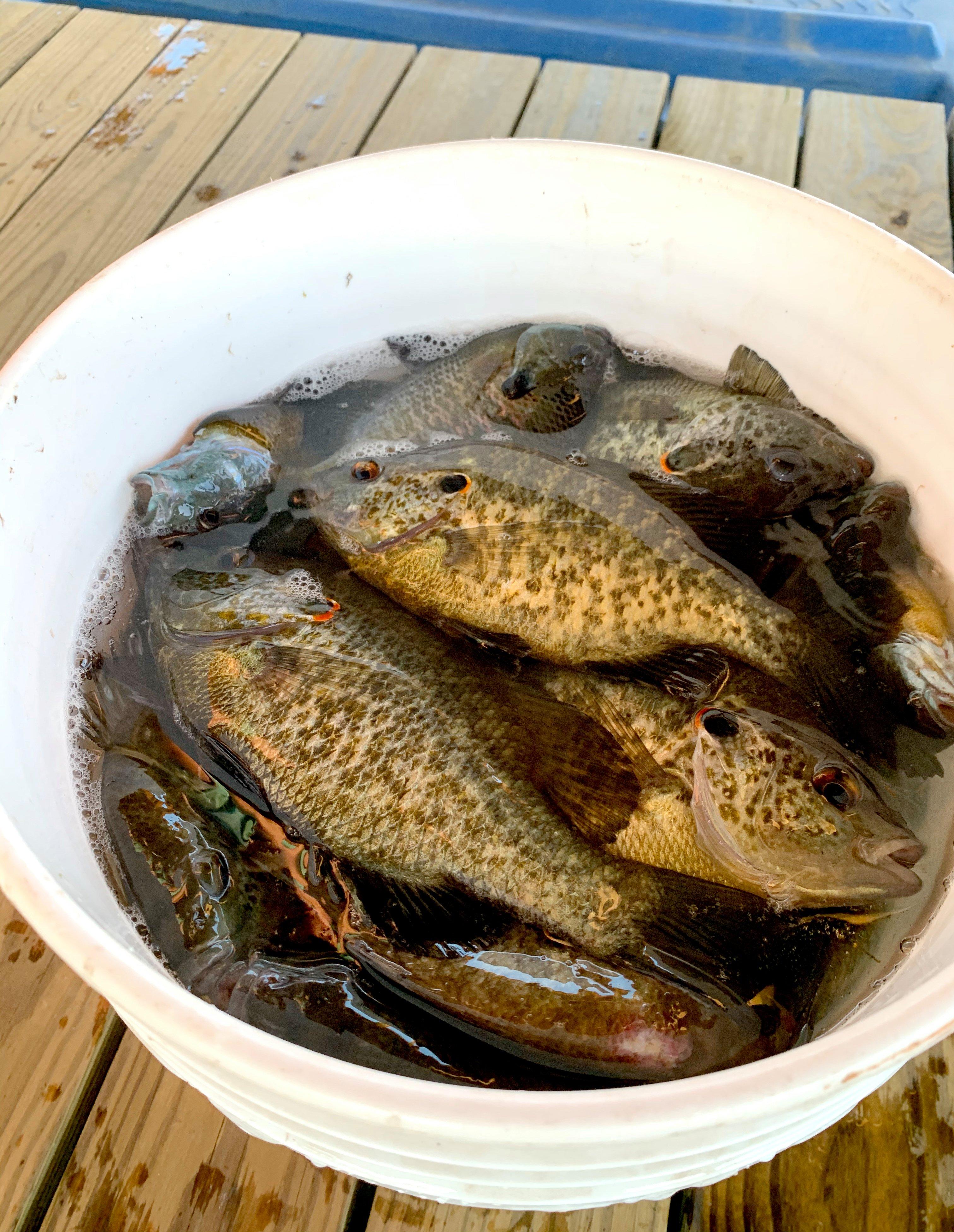 How to Catch Bluegills Through the Seasons - Simple Tips to Find More Fish  Year Round - Sportsman's Connection