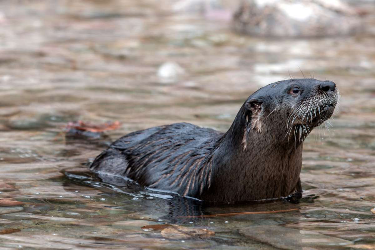 Wild Otter Injures Three Women During Attack on Montana River ...