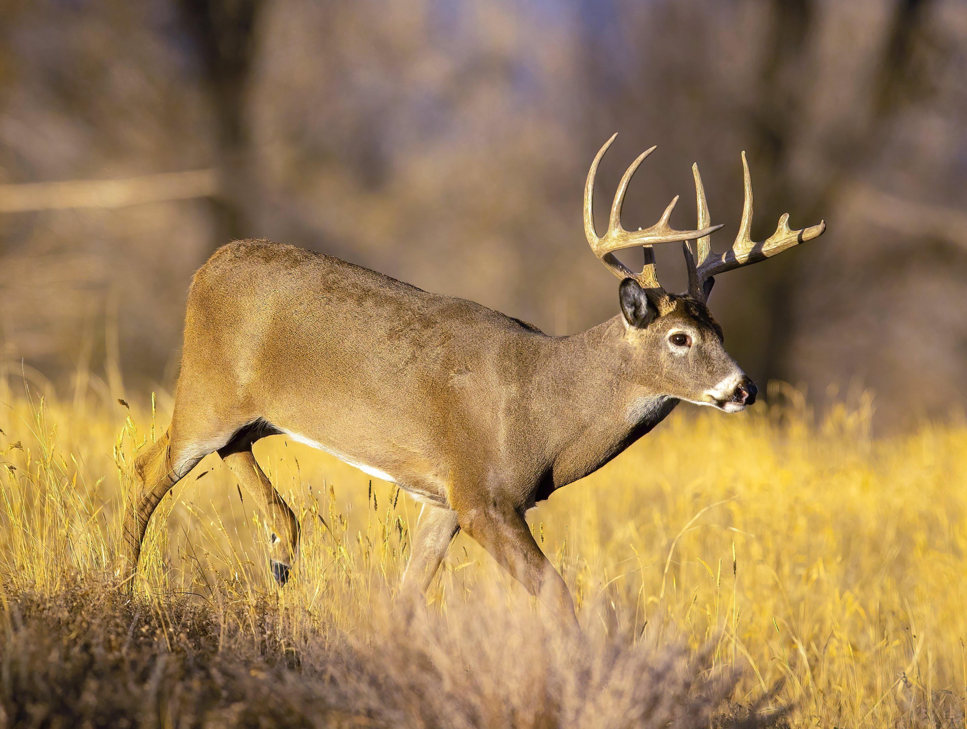 Deer Hunting in Nebraska Realtree Camo