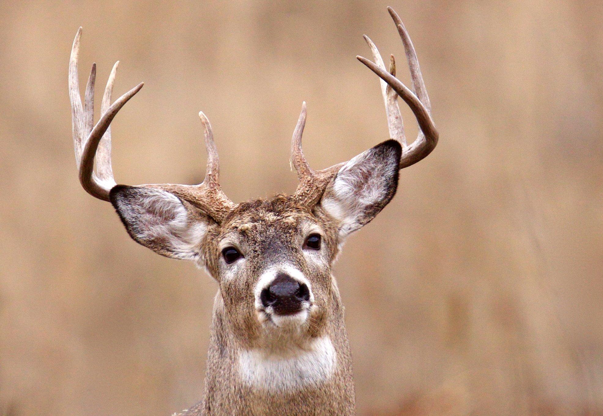 Deer Hunting in Arkansas Realtree Camo