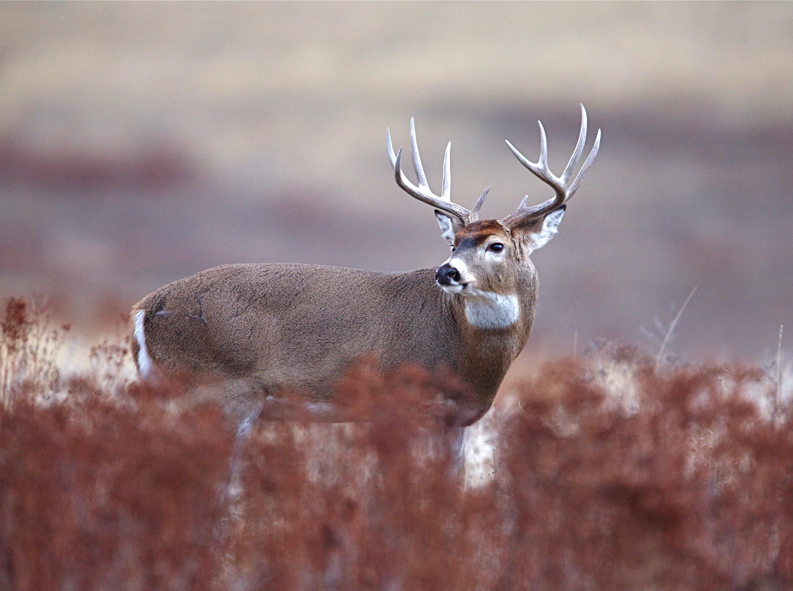 10 Tips for Choosing a Deer Processor - Realtree Store