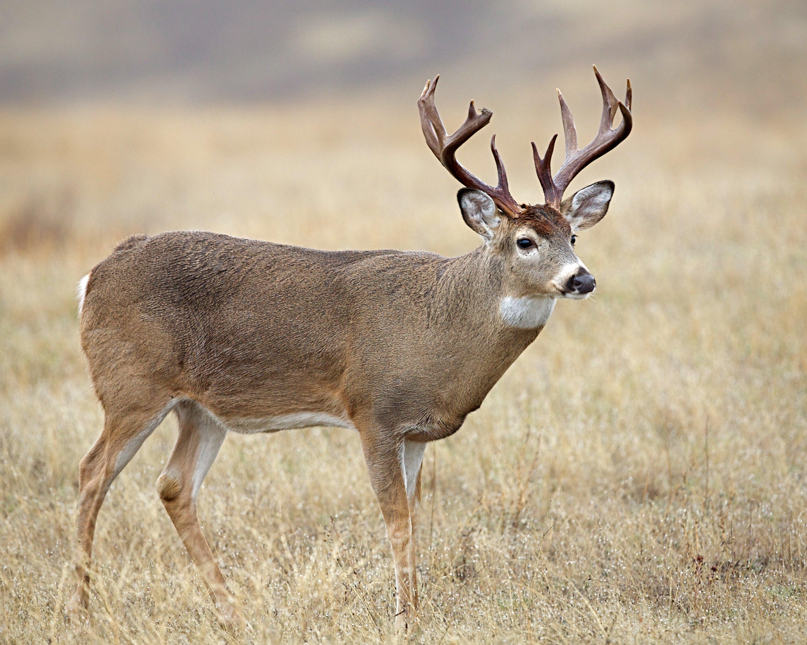 The recent N.J. Record State Typical - Jersey's BIG BUCKS