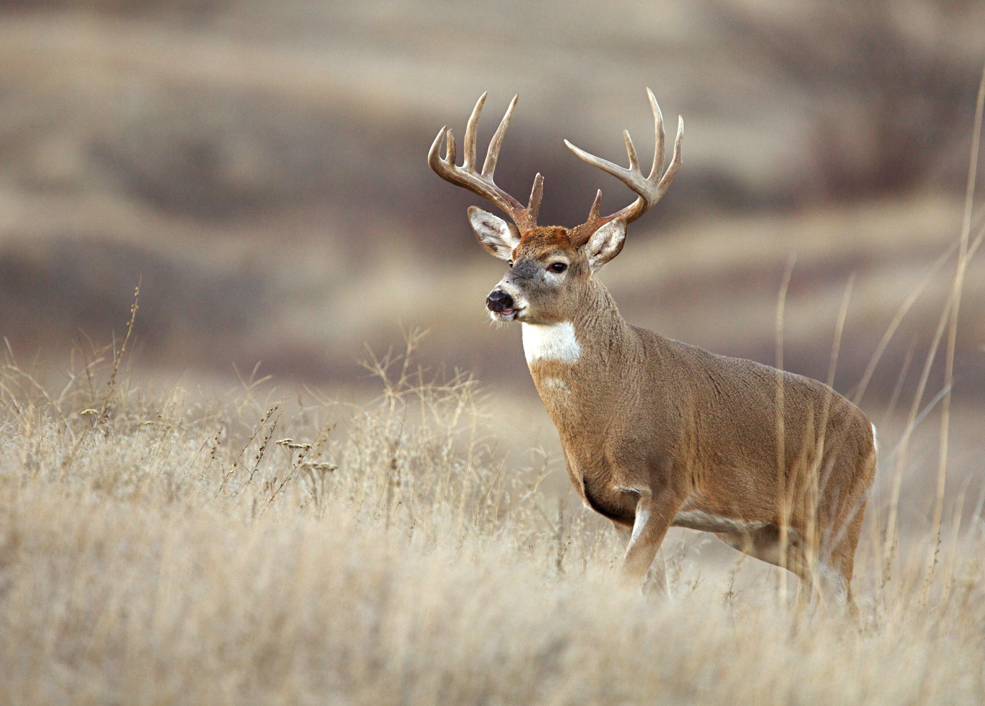 Antlerless Deer Zones - Oklahoma Hunting