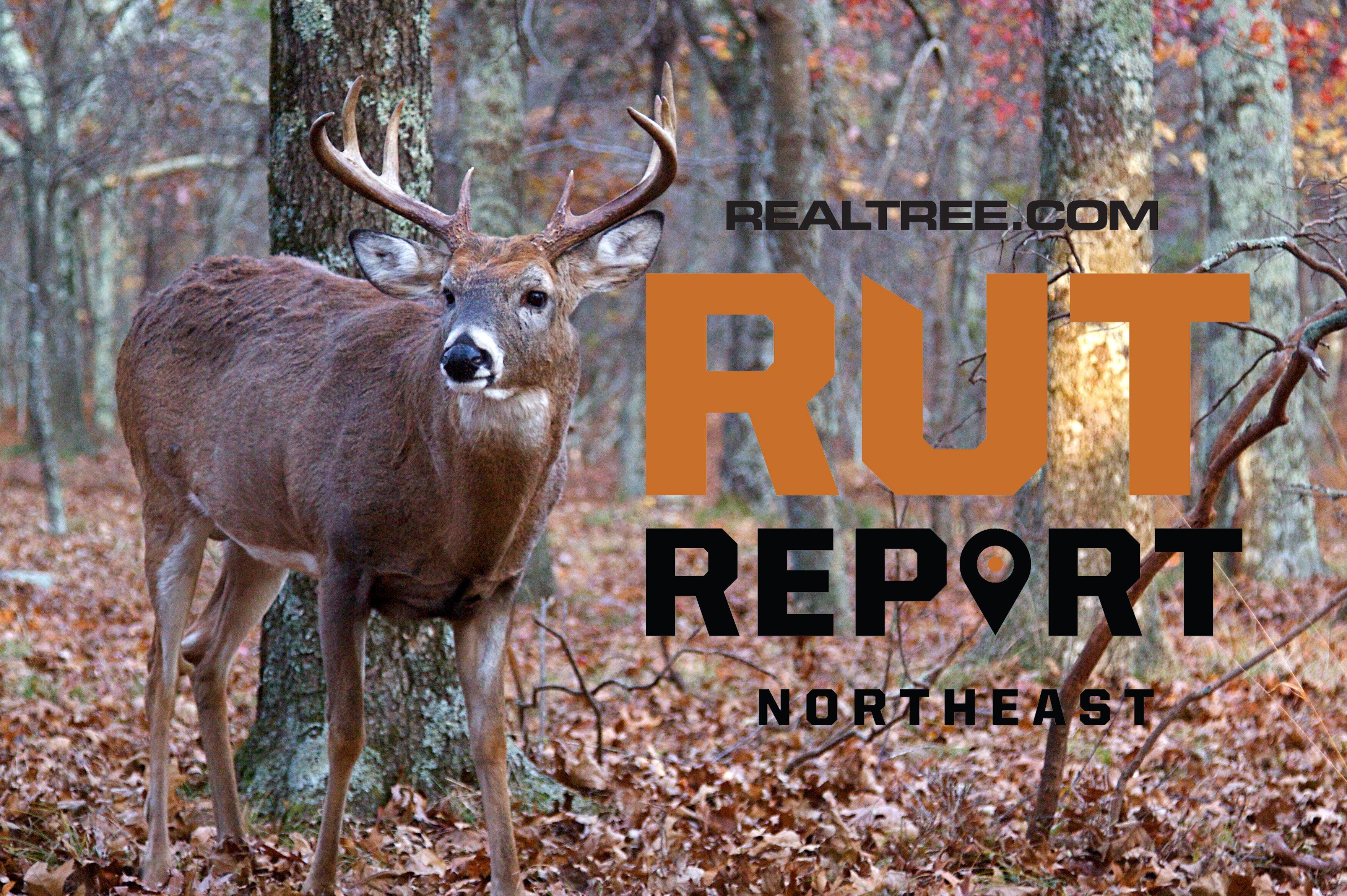 Northeast Rut Wanes, Returns to Normal Patterns Realtree Camo