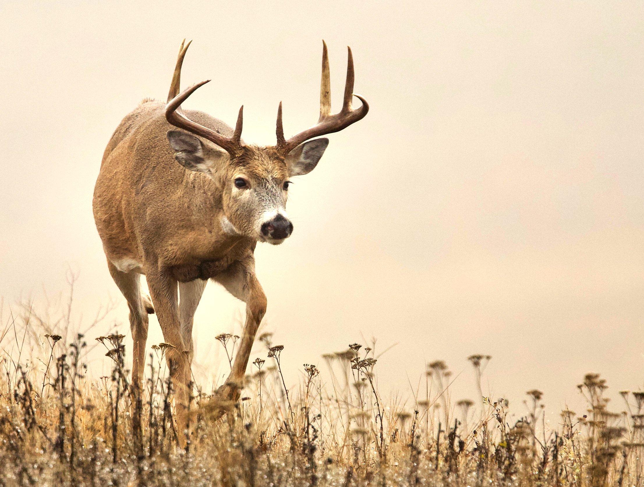 Image: ImageBy_Tom_Reichner_kansas_CWD_in_South_Carolina