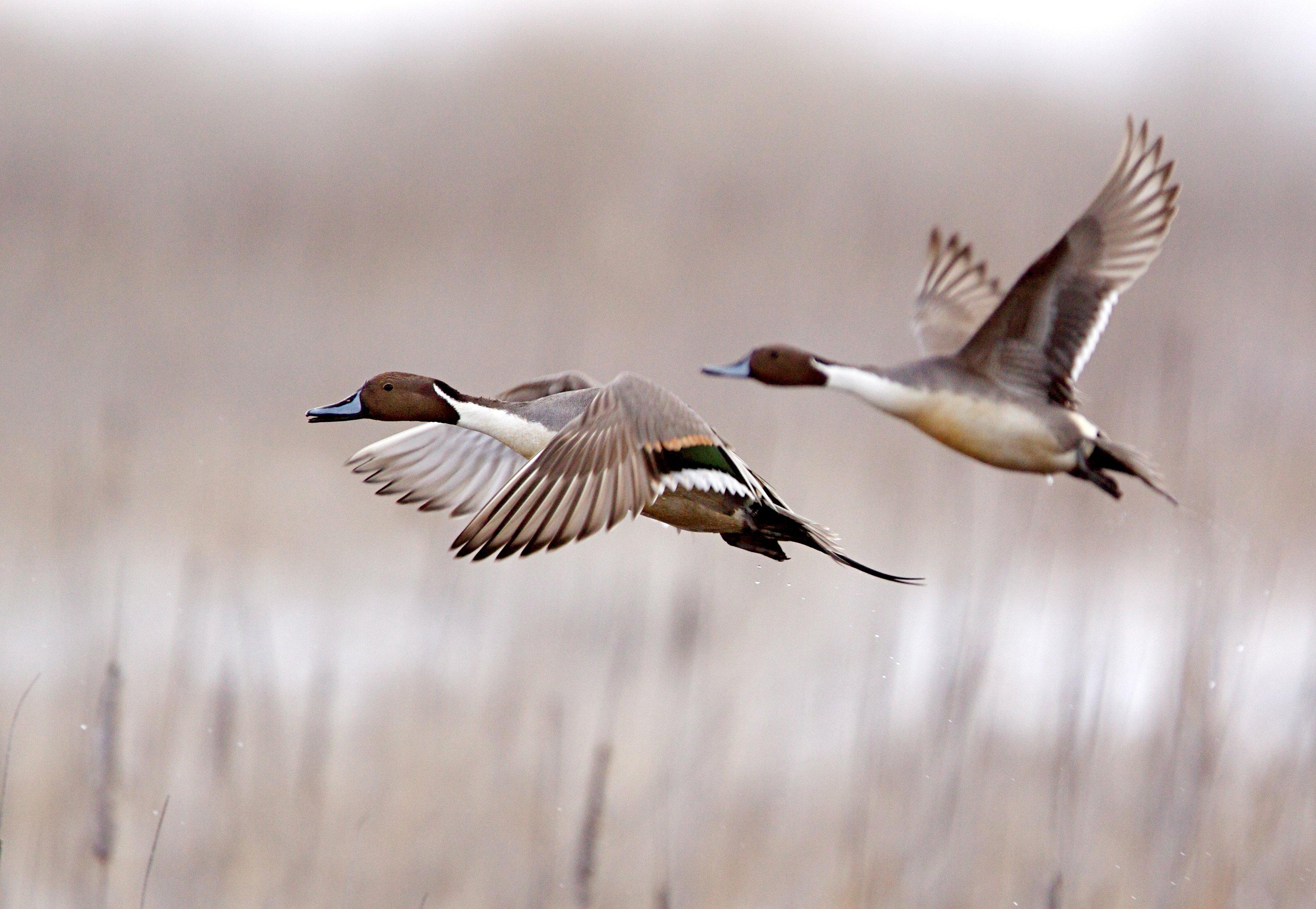 Image: ImageBy_Tom_Reichner_pintail_flight