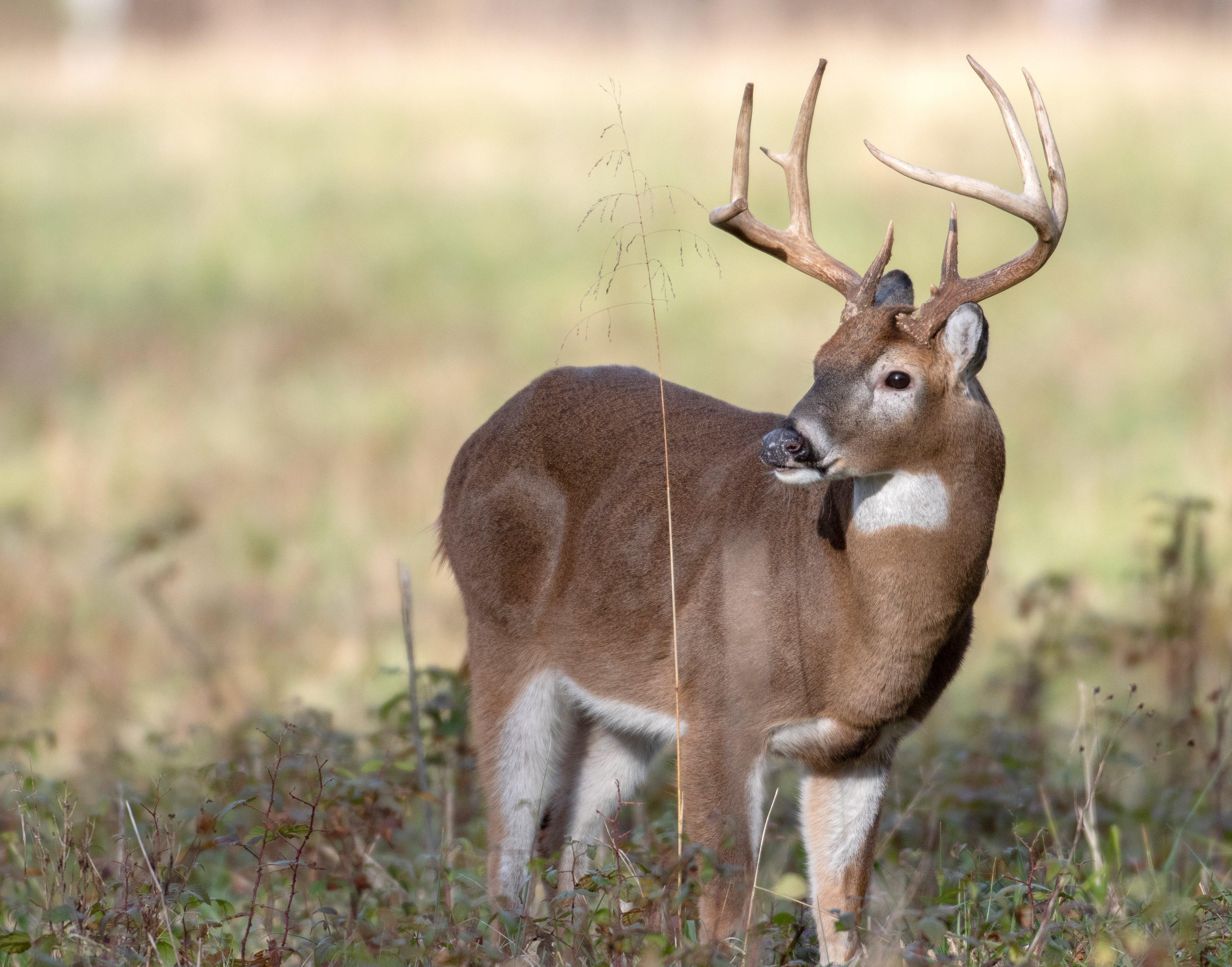 Deer Hunting in New Hampshire Realtree Camo