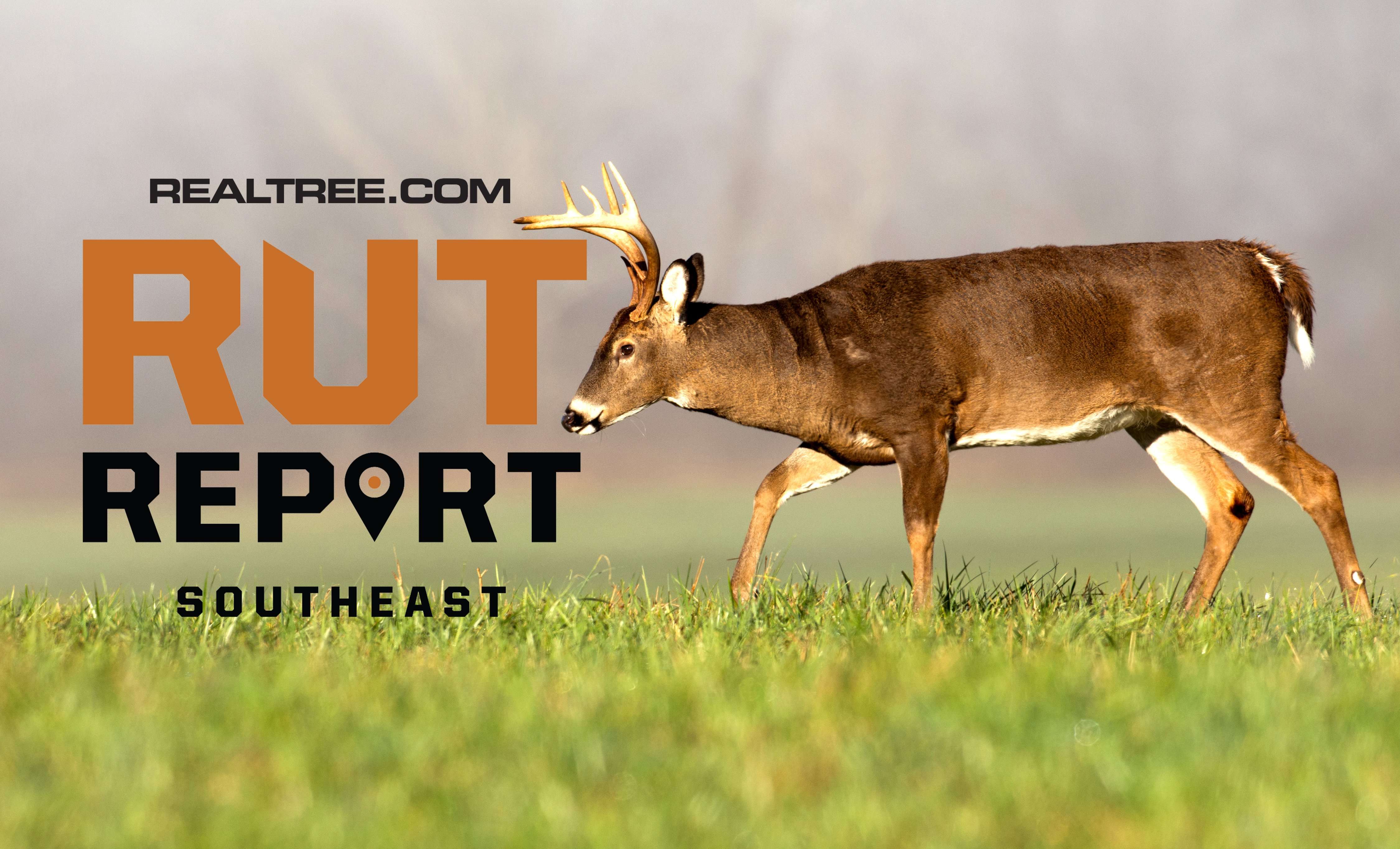 Is an Early Rut Coming to the Mid-South Region? - Realtree Camo