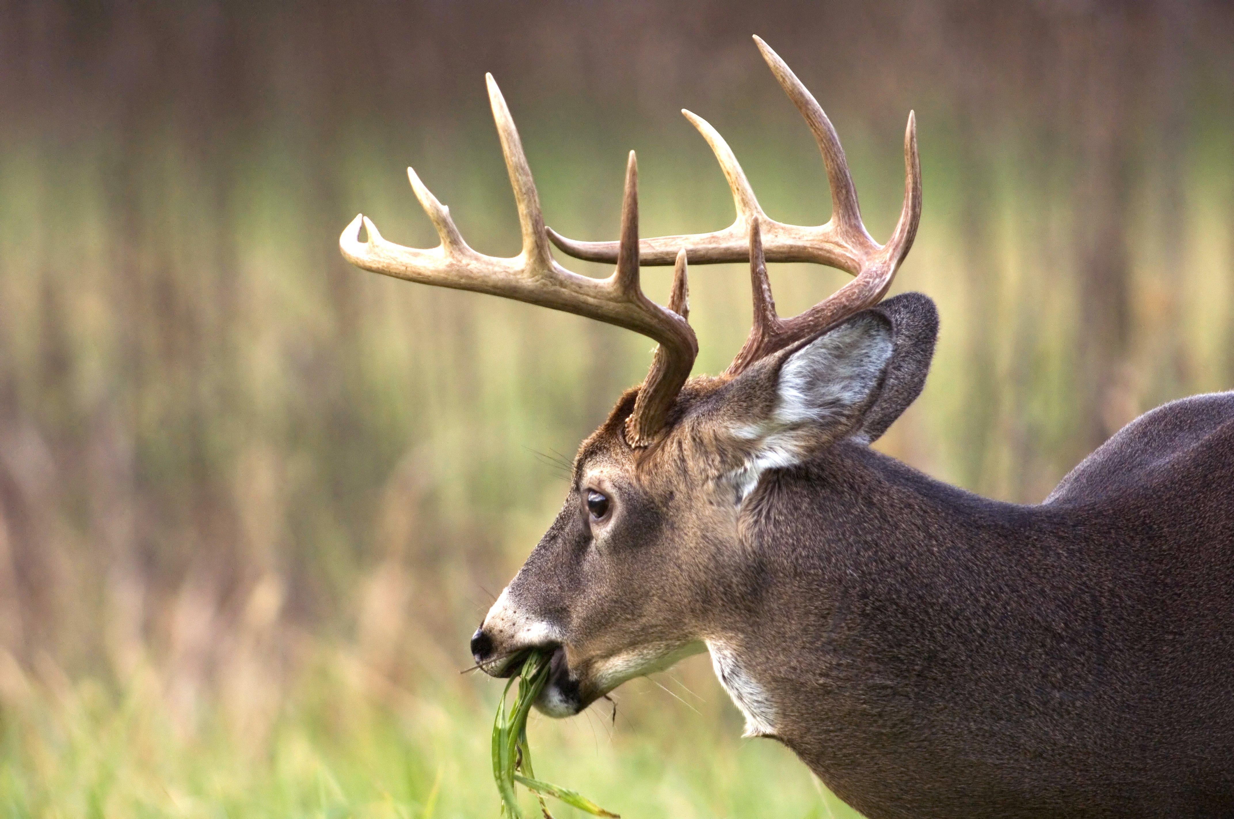 3 Critical Factors that Fuel Deer Antler Growth