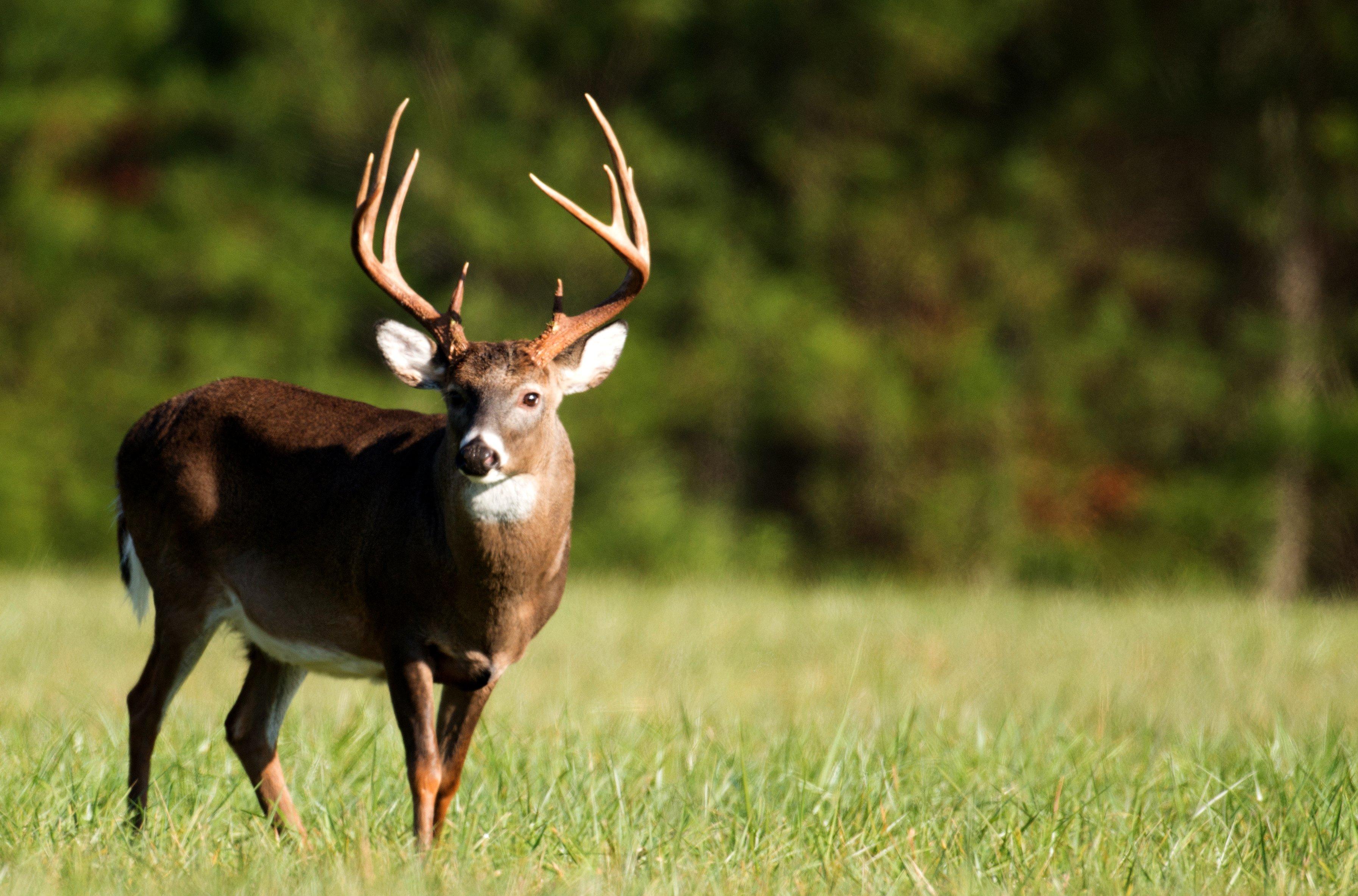 Image: ImageBy_Tony_Campbell_southern_buck_2