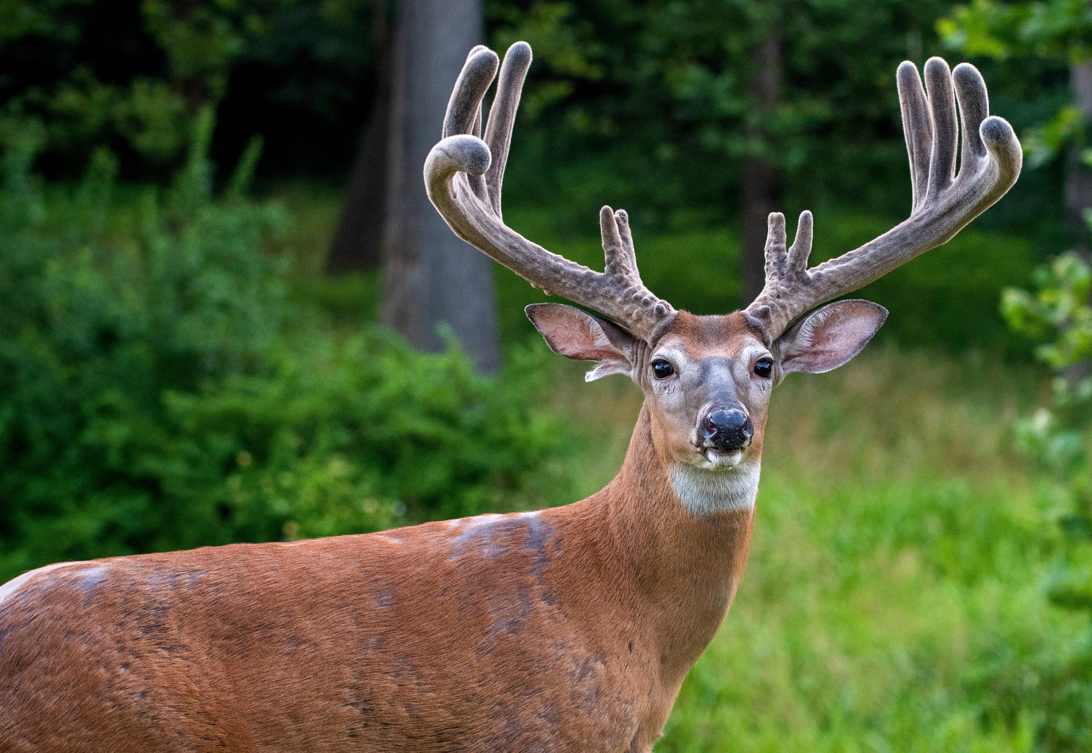 Image: ImageBy_Tony_Campbell_whitetatil_buck_velvet_growth