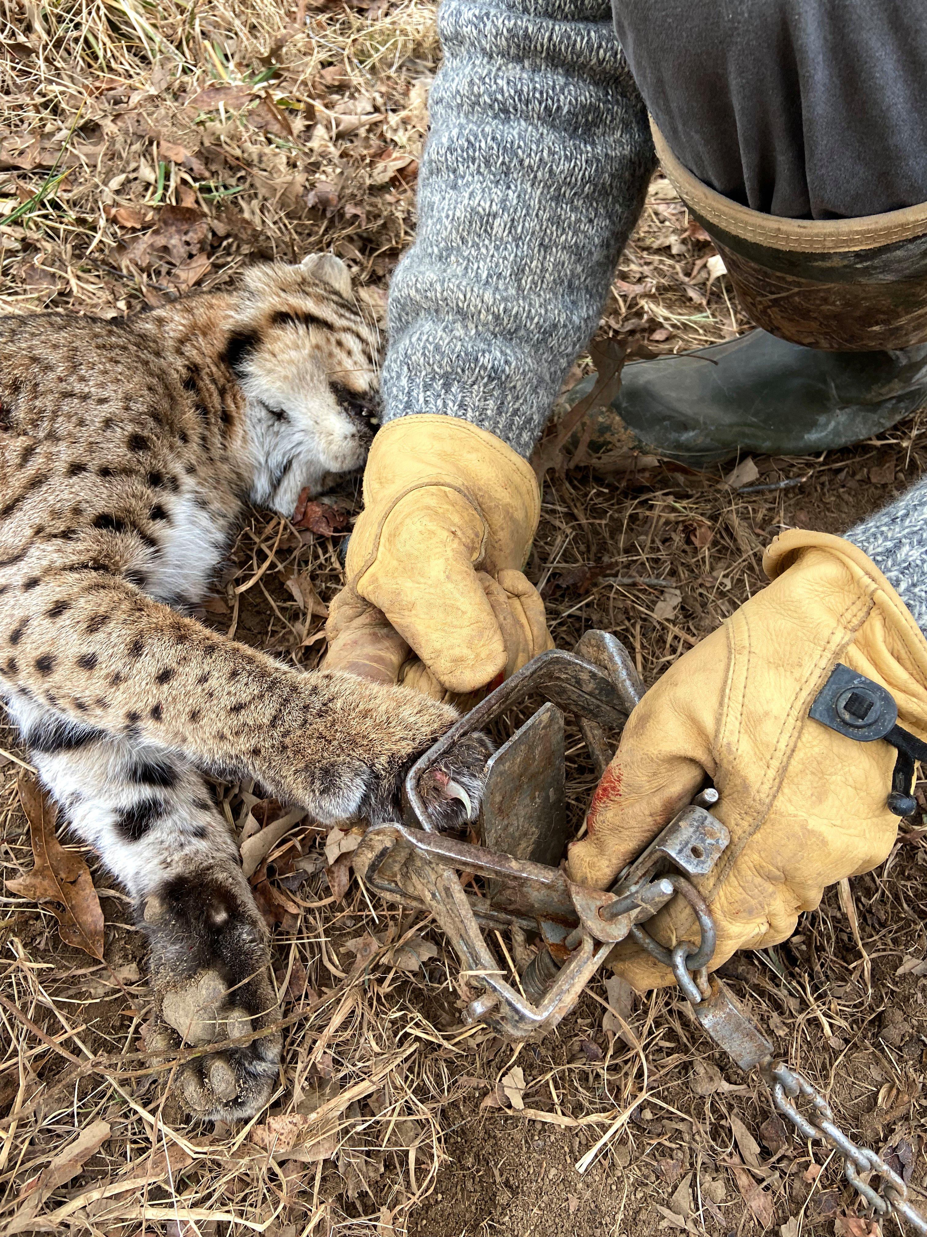 Bobcat Population Still Small But On The Rise In New Jersey