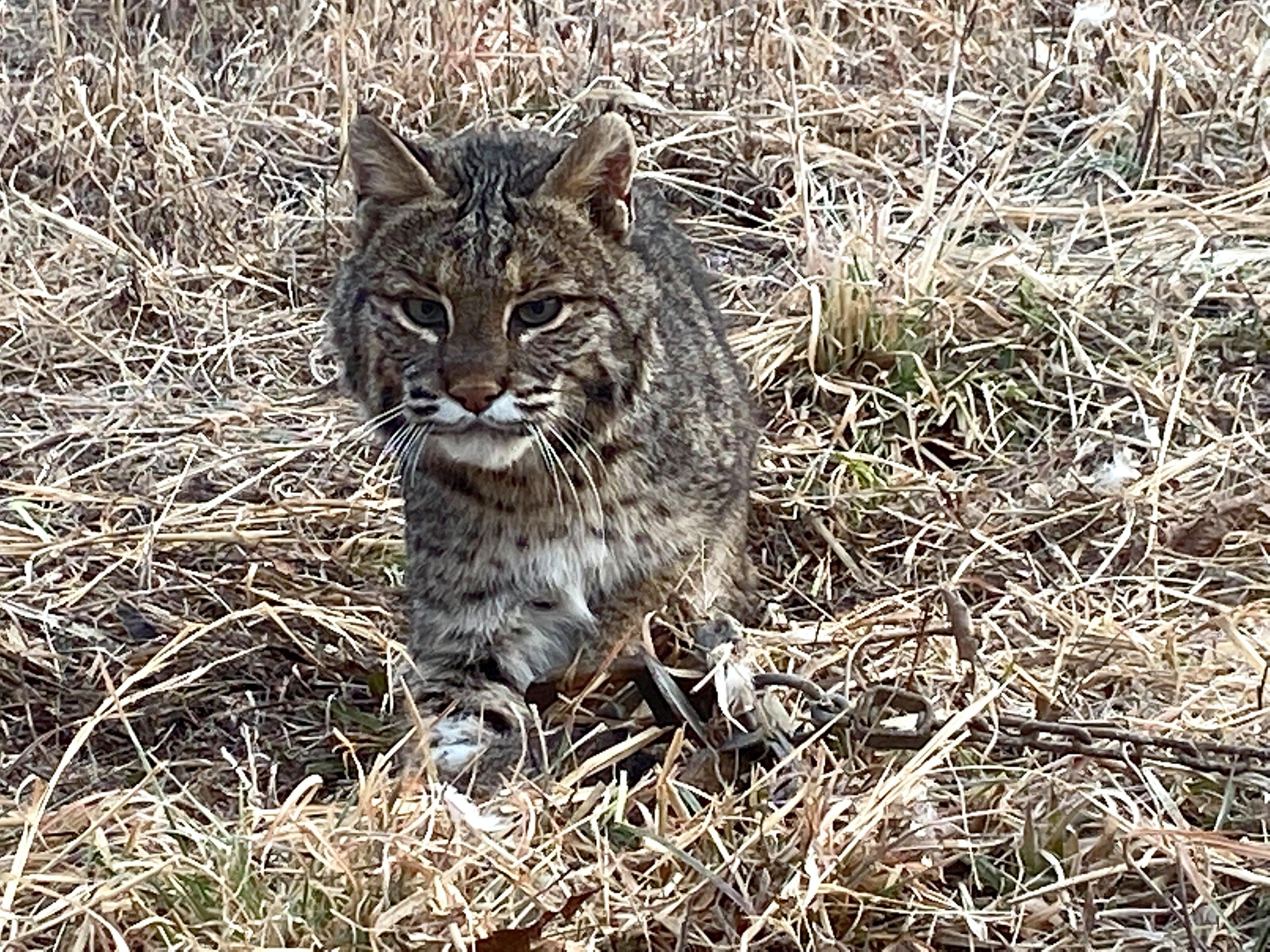 Image: ImageBy_Will_Brantley_bobcat_predation_turkey_trap_1_1