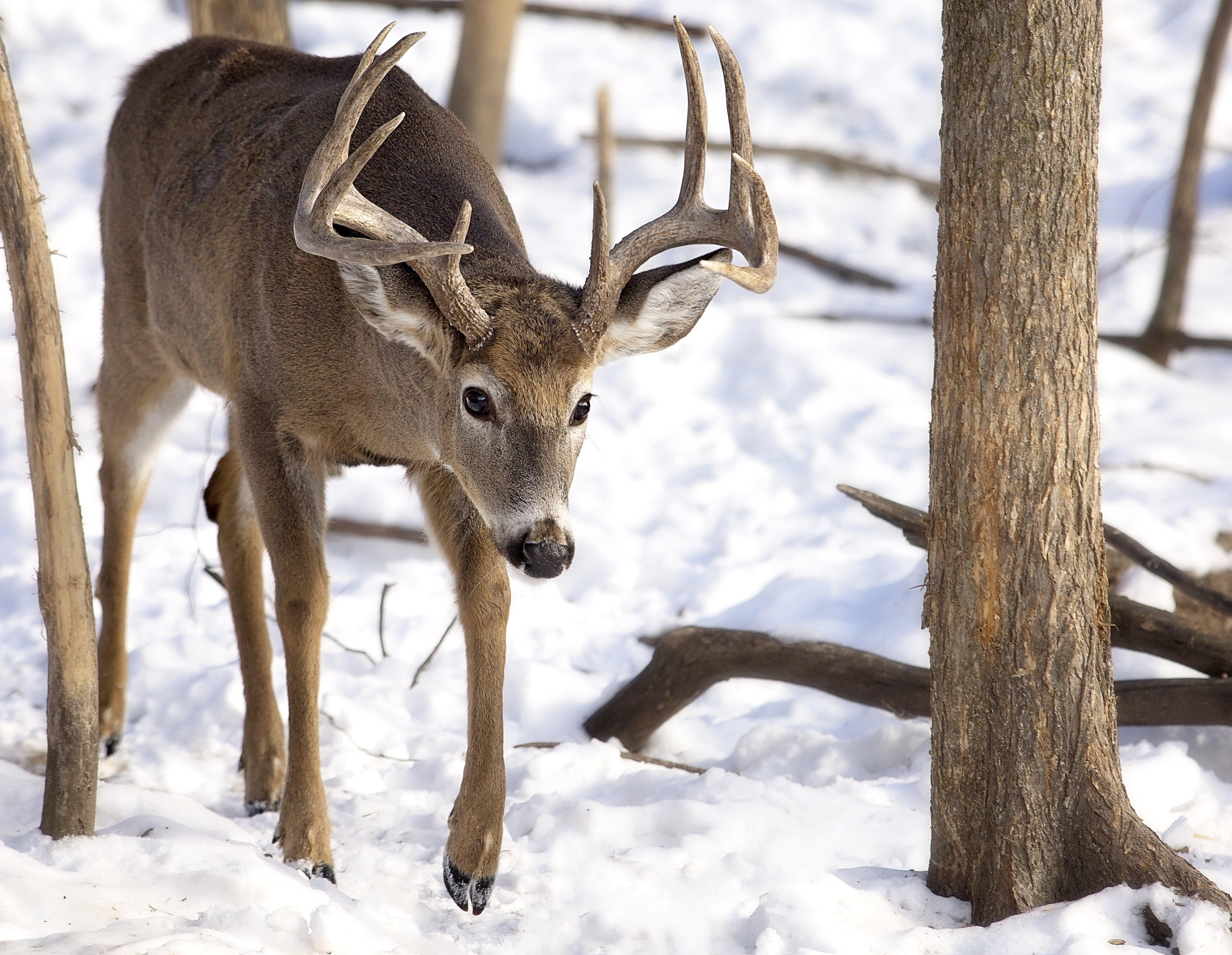 Deer Hunting in Illinois Realtree Camo