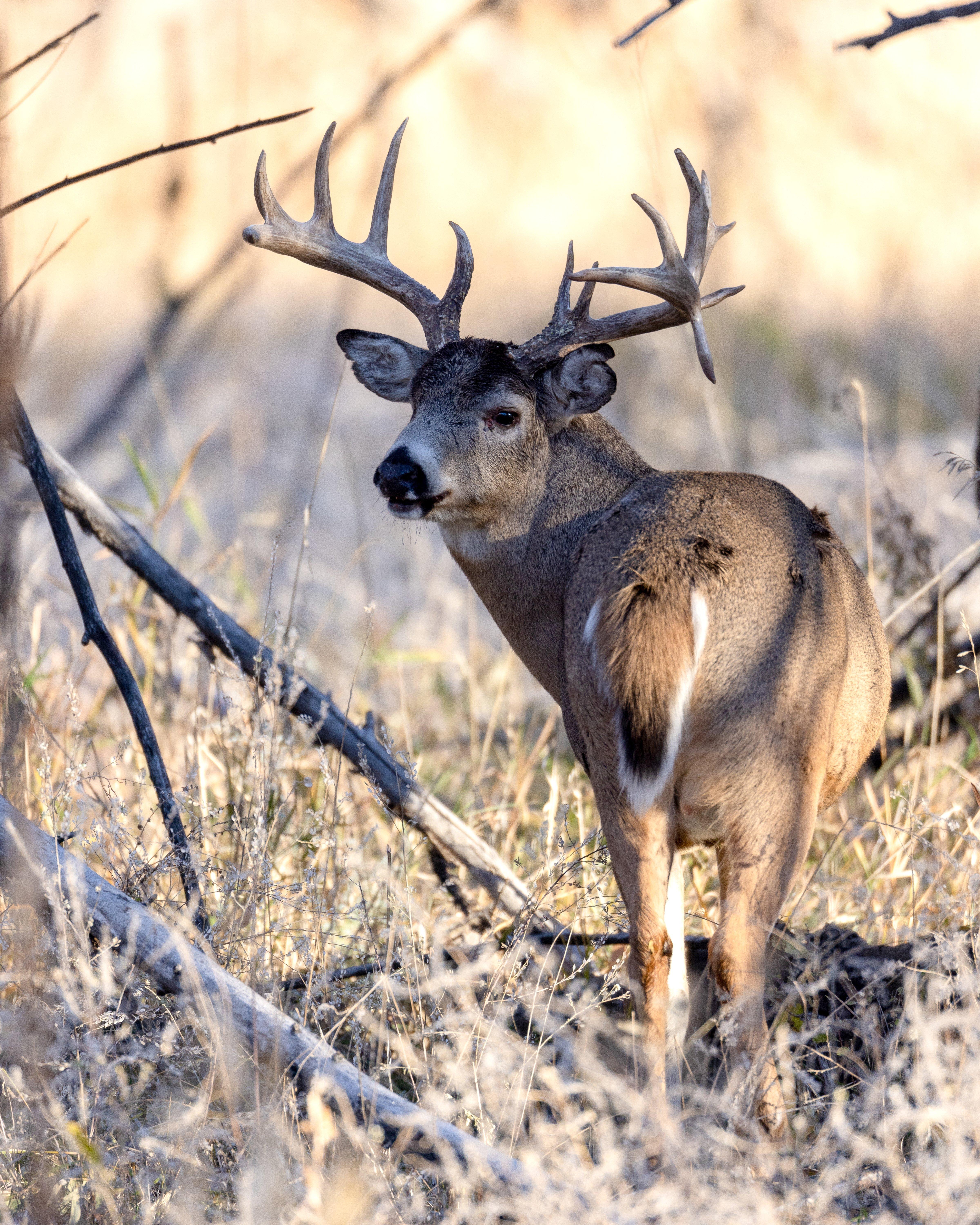 Scent Control: An Essential for Consistently Harvesting Mature Bucks •  Hunting Advice and Tips For Serious Deer And Turkey Hunters