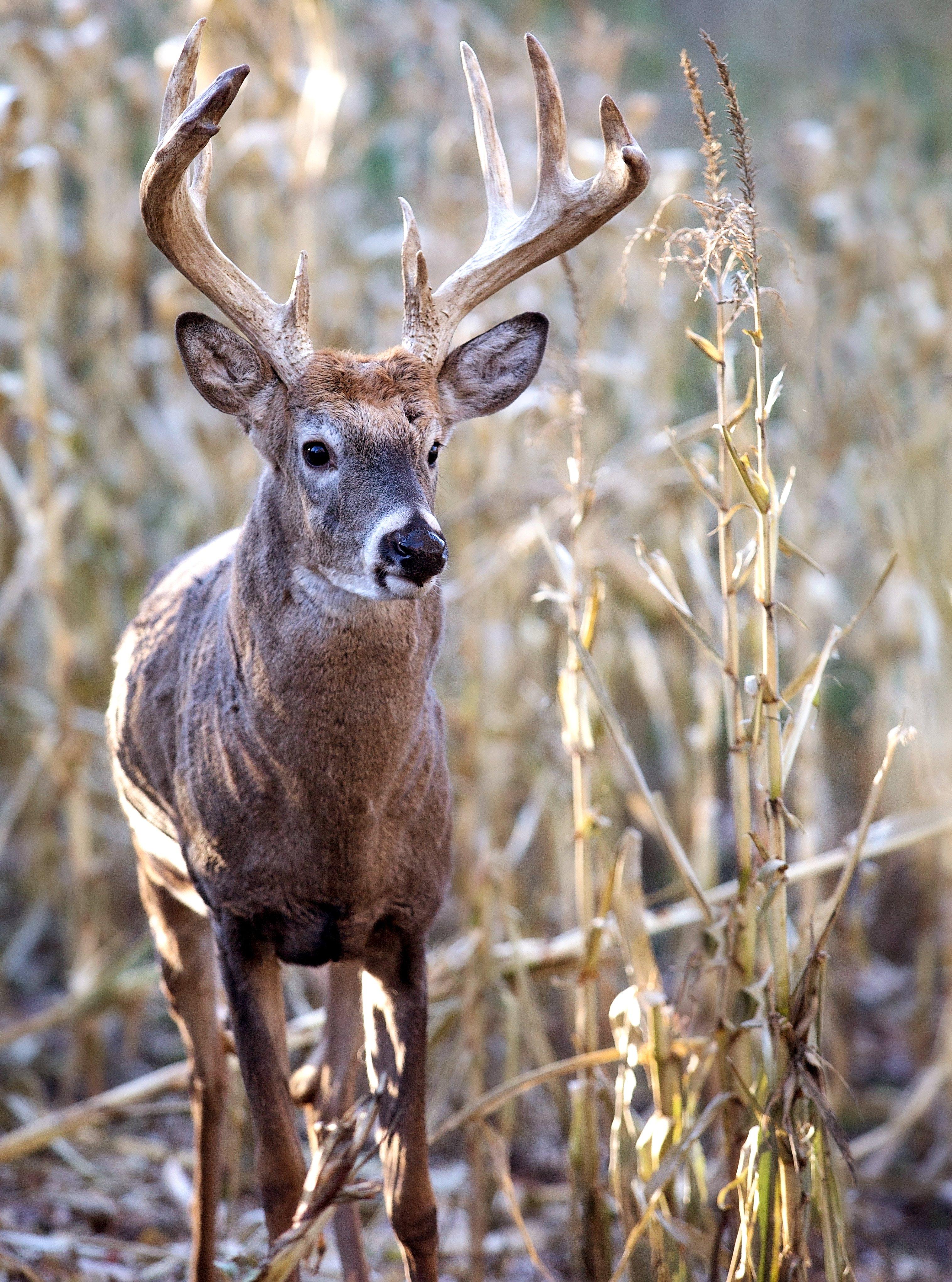 You've Got Your Deer: What Can You Do with the Skin? - MidWest