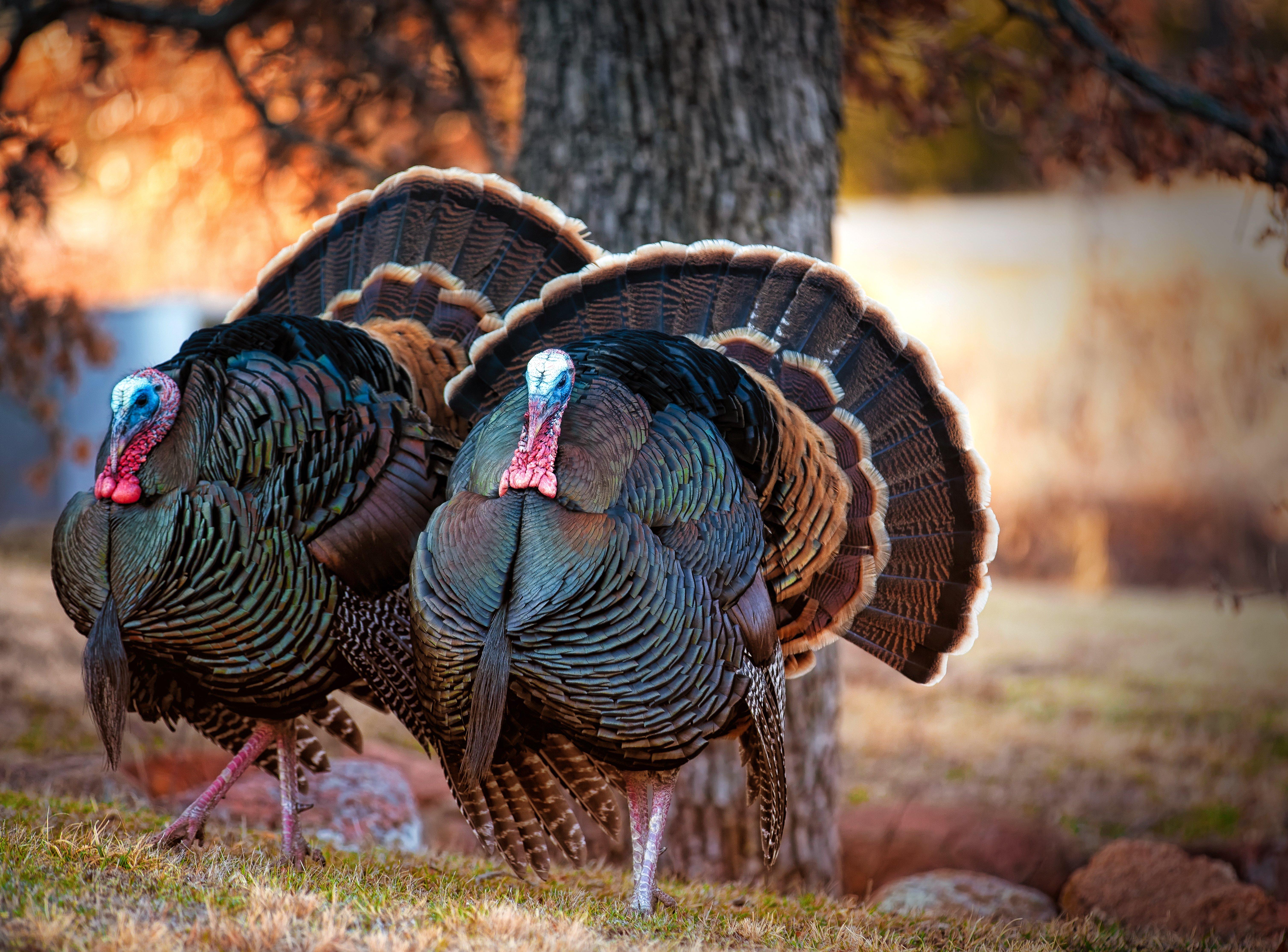 Image: ImageBy_david_scott_dodd_fall_turkey