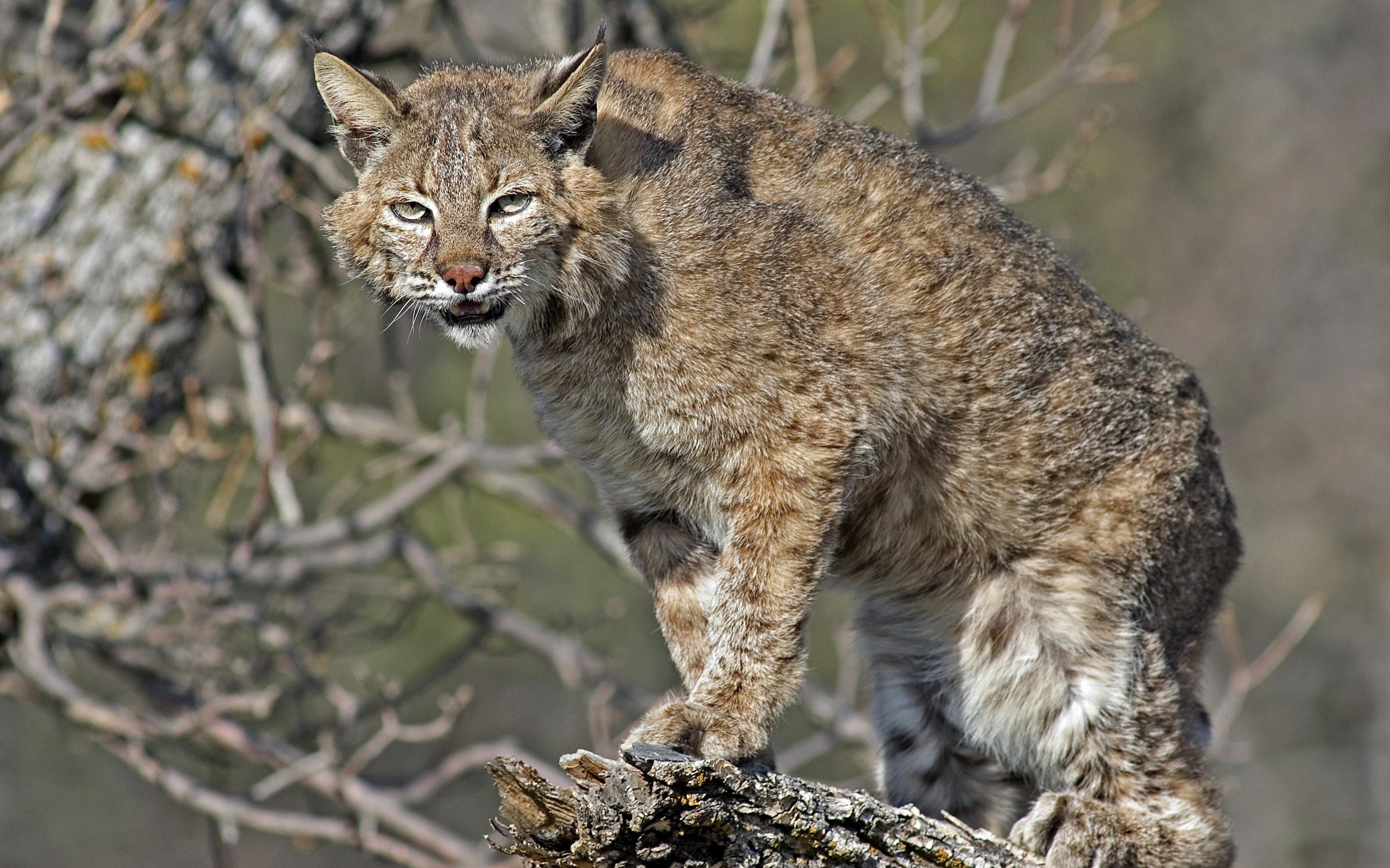 Image: ImageBy_outdoorsman_bobcat_predation_3_1