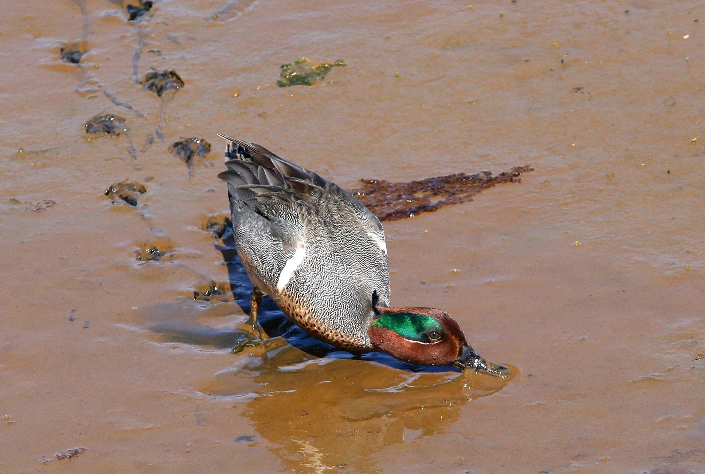 Image: ImageBy_vagabond54_waterfowl_drought