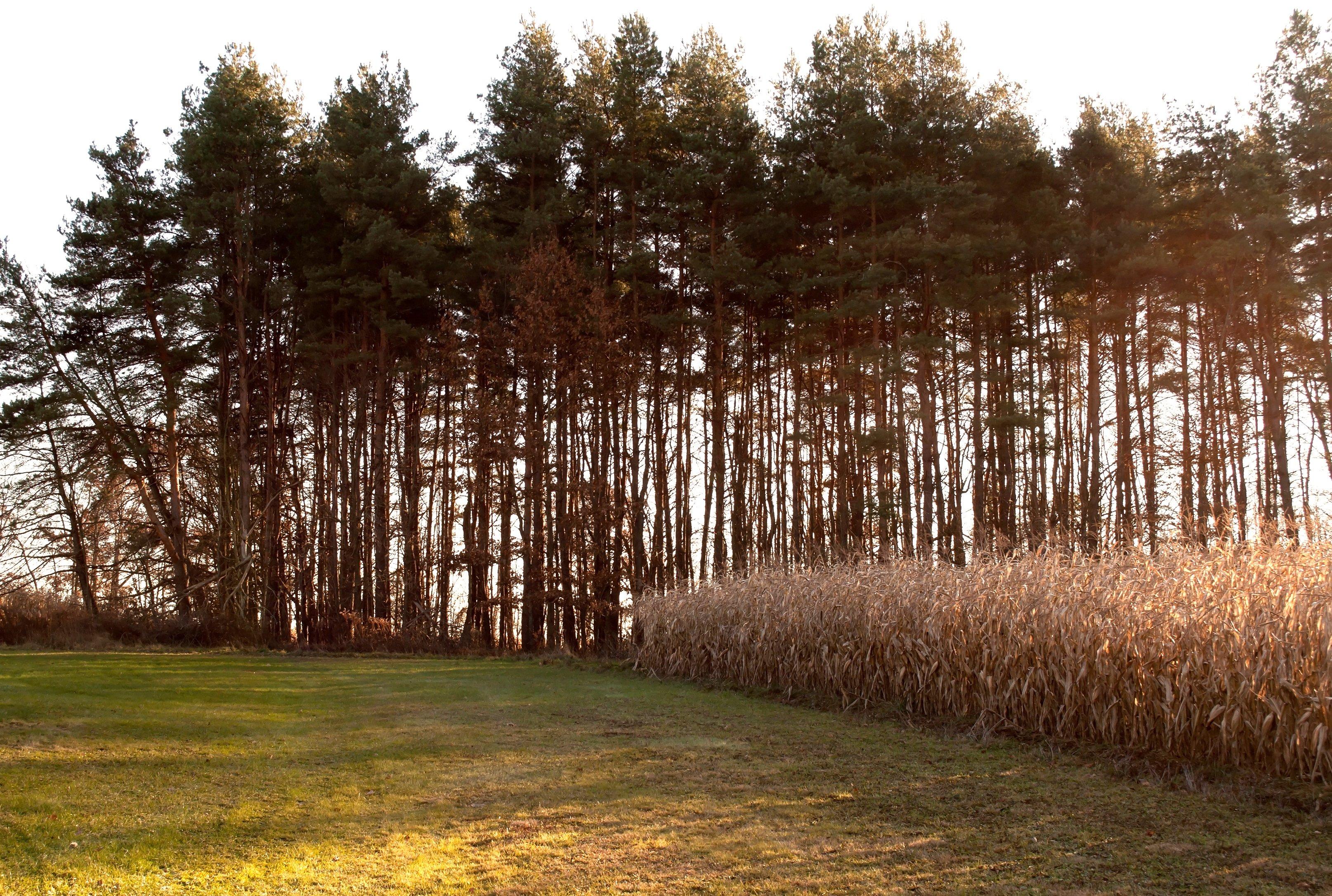 Image: ImageBy_woodsnorthphoto_souhtern_cornfield