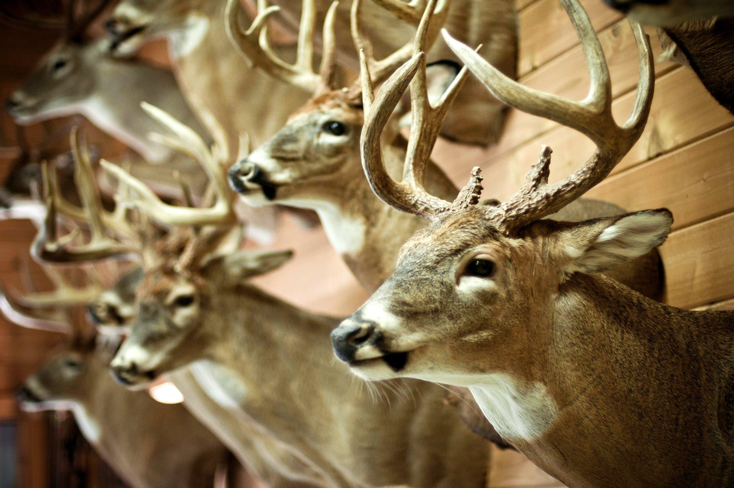 Image: Image_by_John_Hafner_deer_taxidermy_mount_1