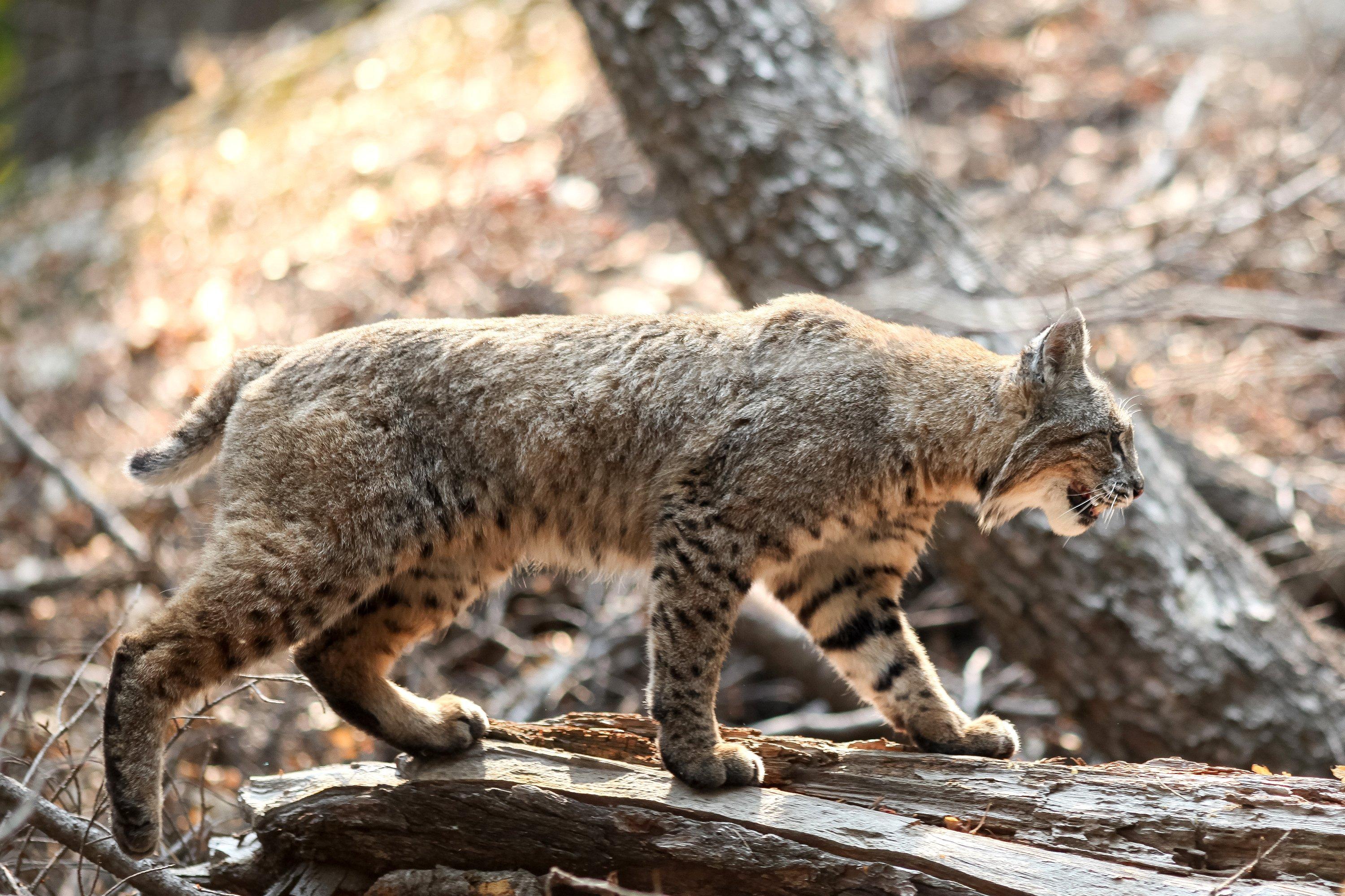 Bobcat  Washington Department of Fish & Wildlife