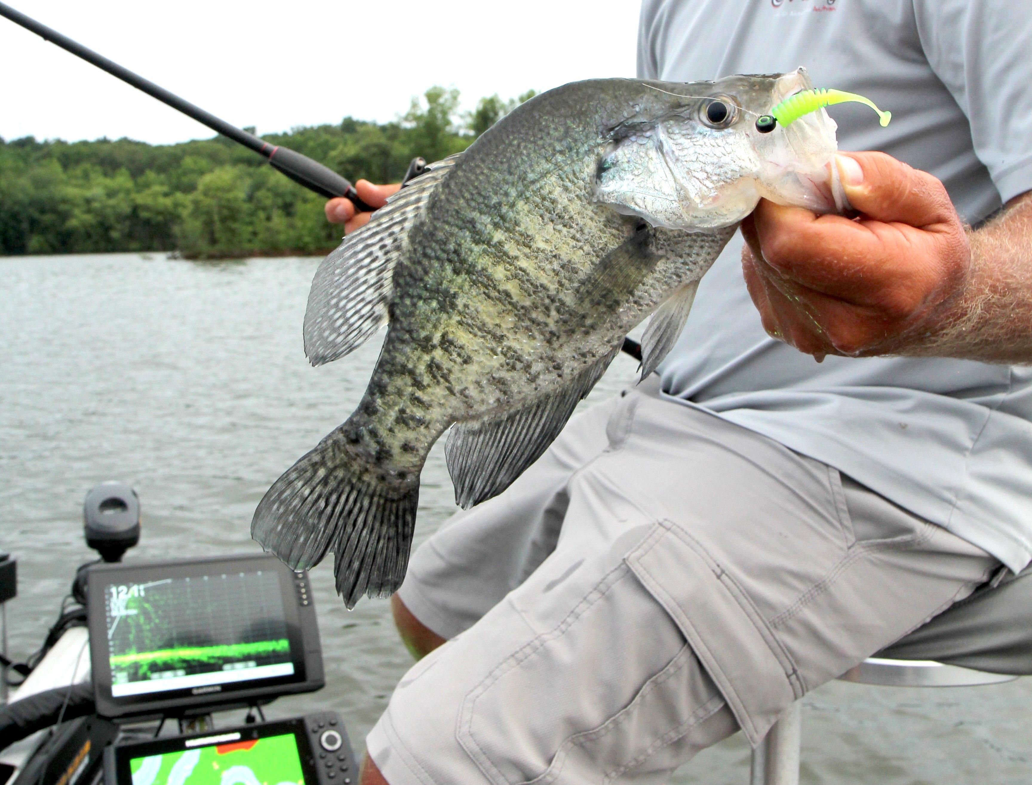 Image: LiveScope_crappie