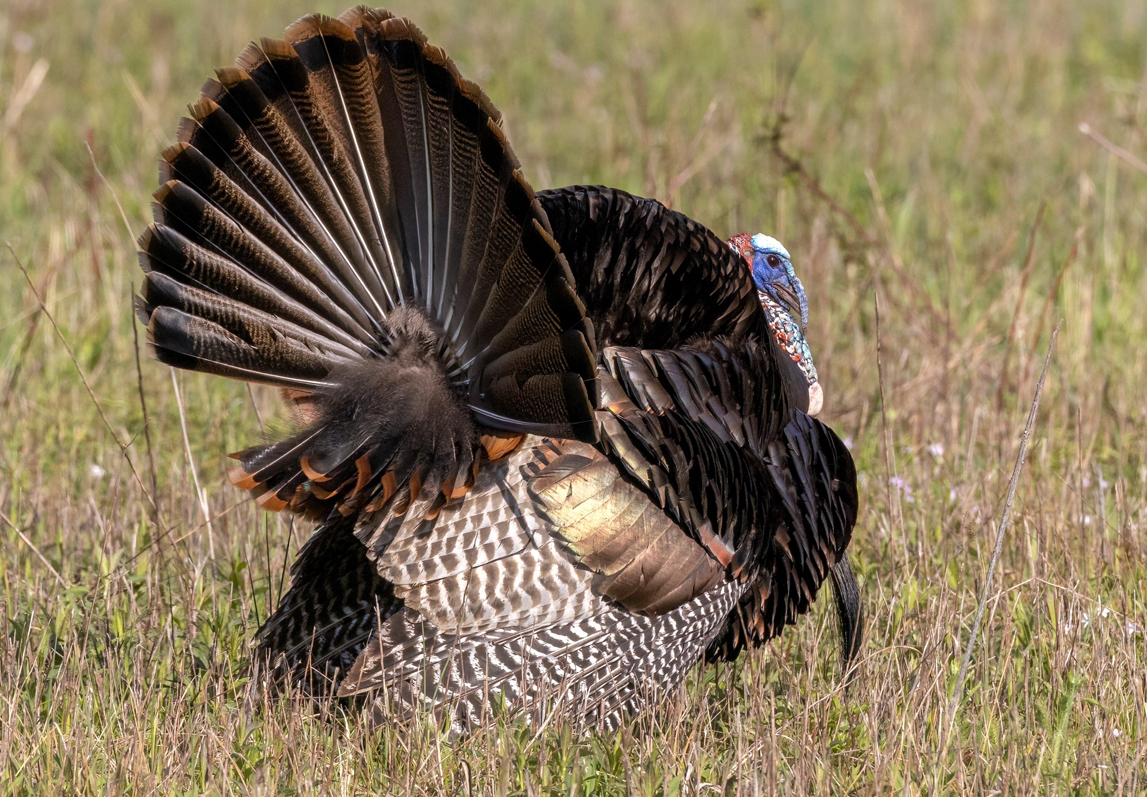 Turkey Hunting in Indiana Realtree Camo