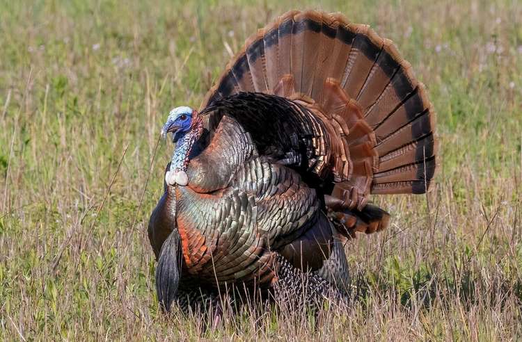 Turkey Hunting with the .410 - Realtree Camo