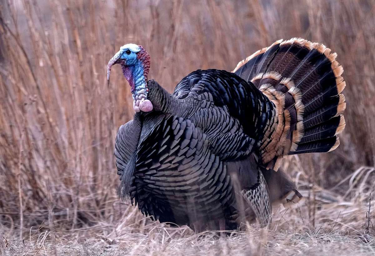 Turkey Hunting in Nebraska - Realtree Camo