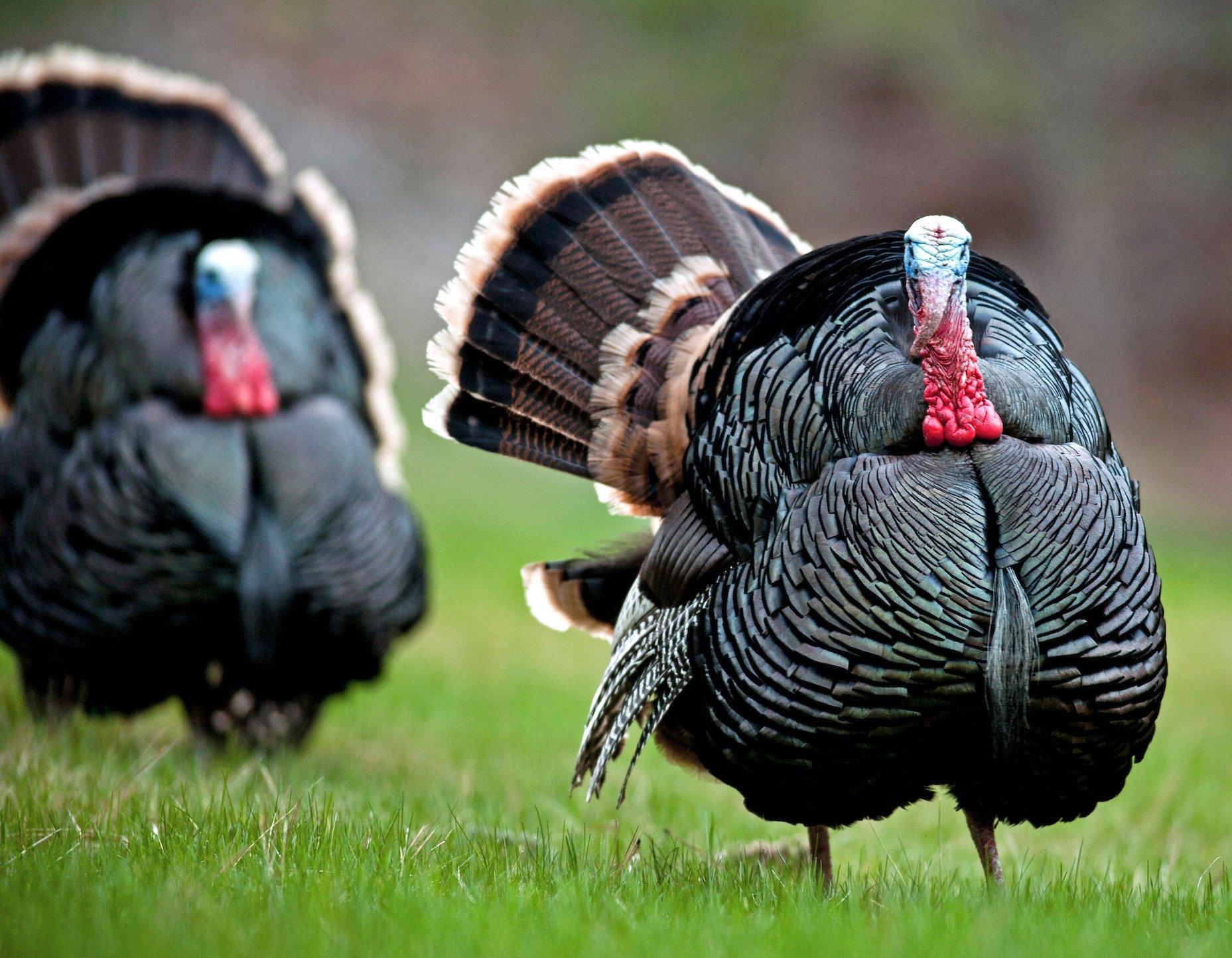 Turkey Hunting in South Dakota Realtree Camo