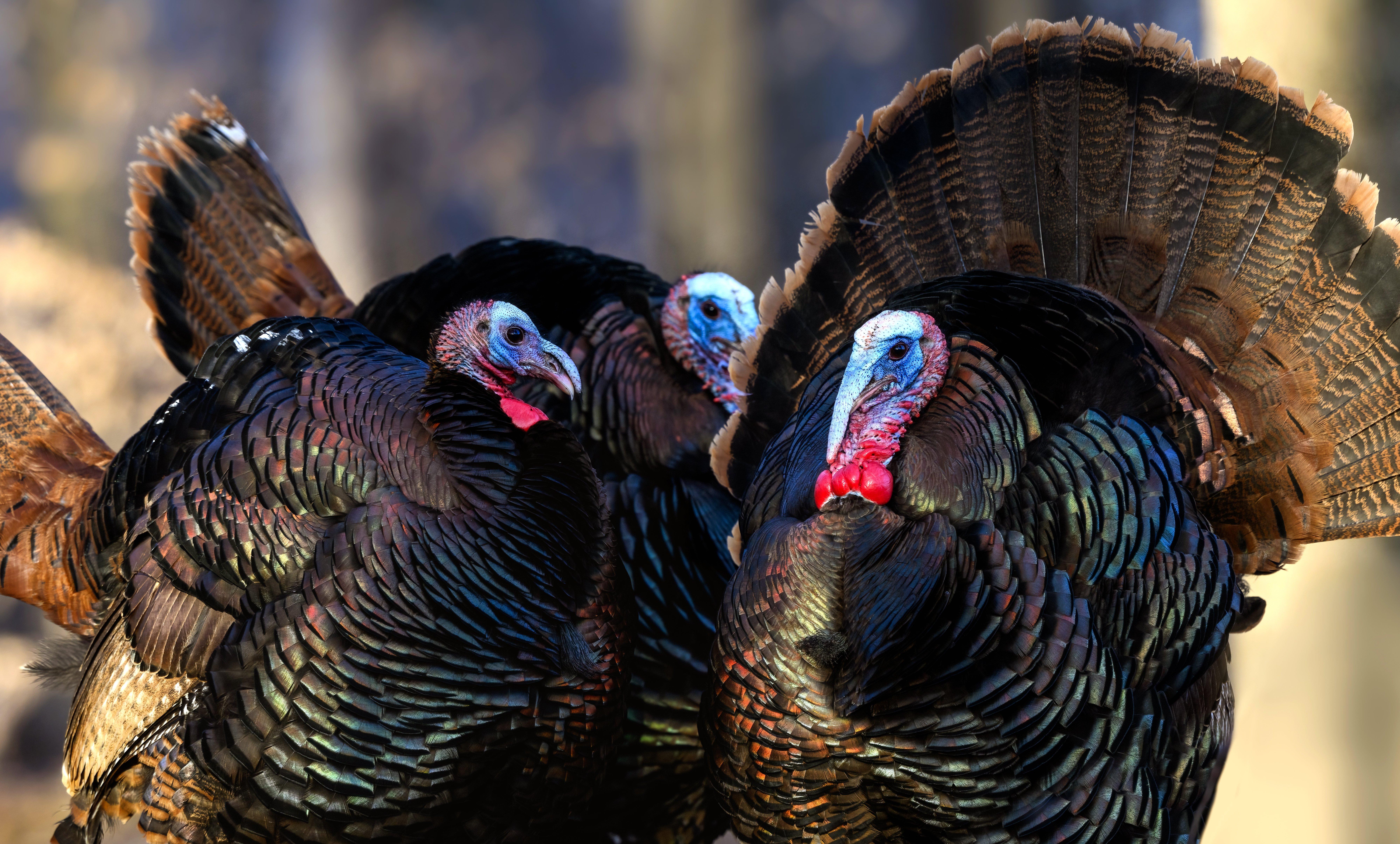 Image: MW_turkey_hunting_eastern_7