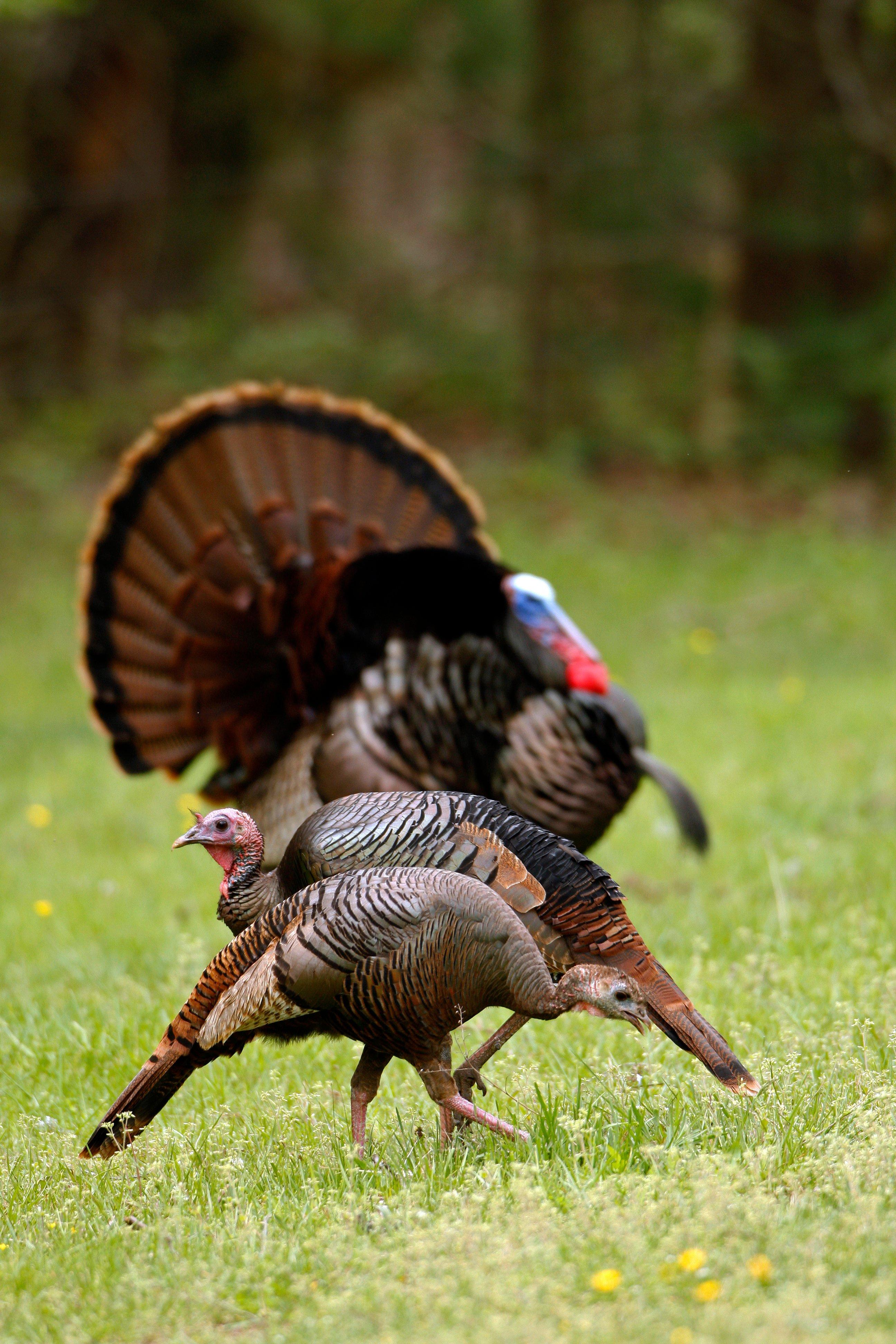 Image: MW_turkey_hunting_eastern_9