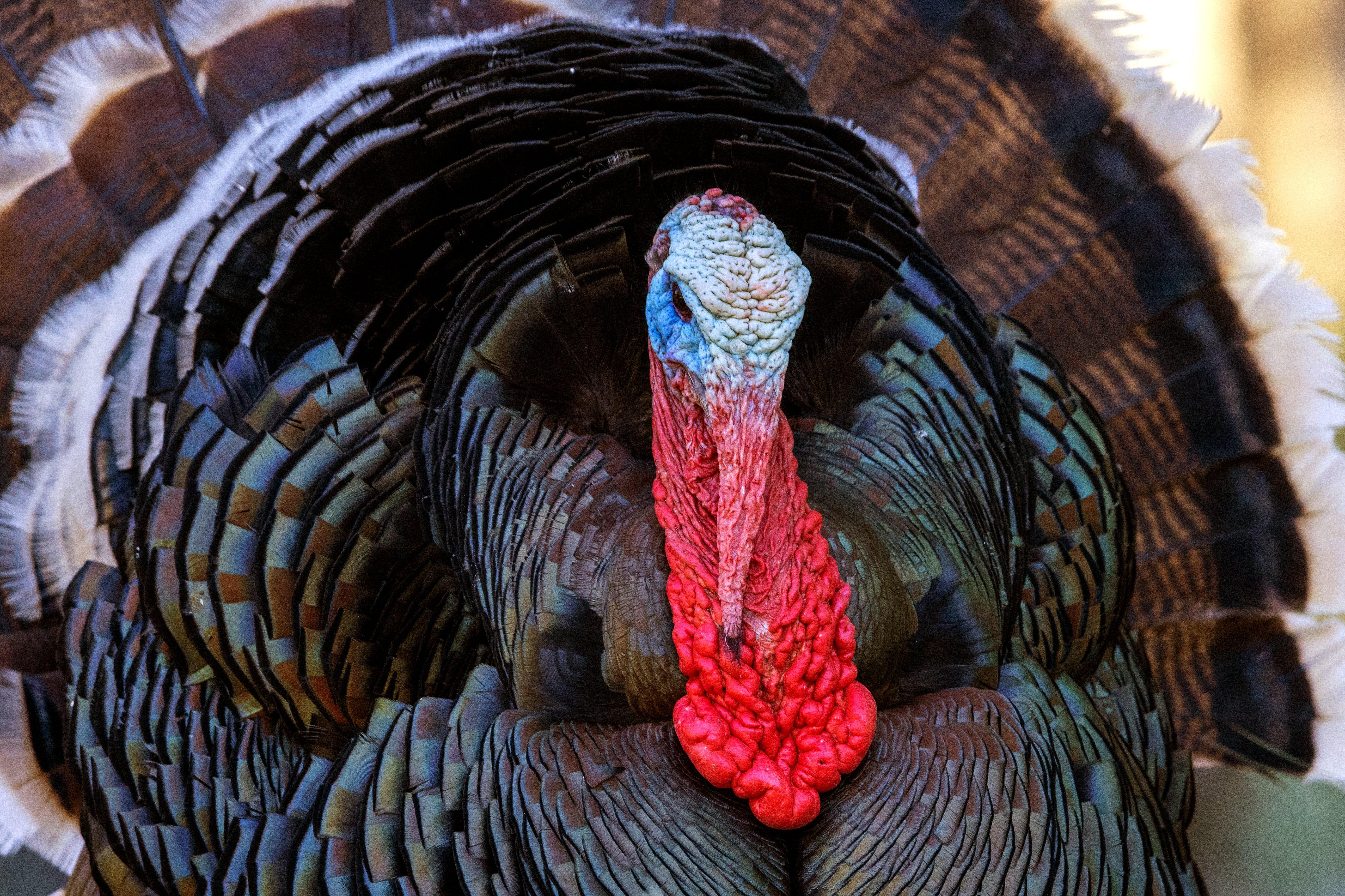 Image: MW_turkey_hunting_merriam_5
