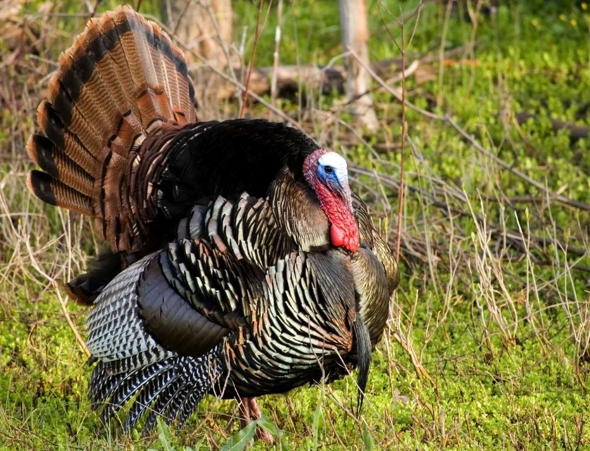 Turkey Hunting in New Hampshire - Realtree Camo
