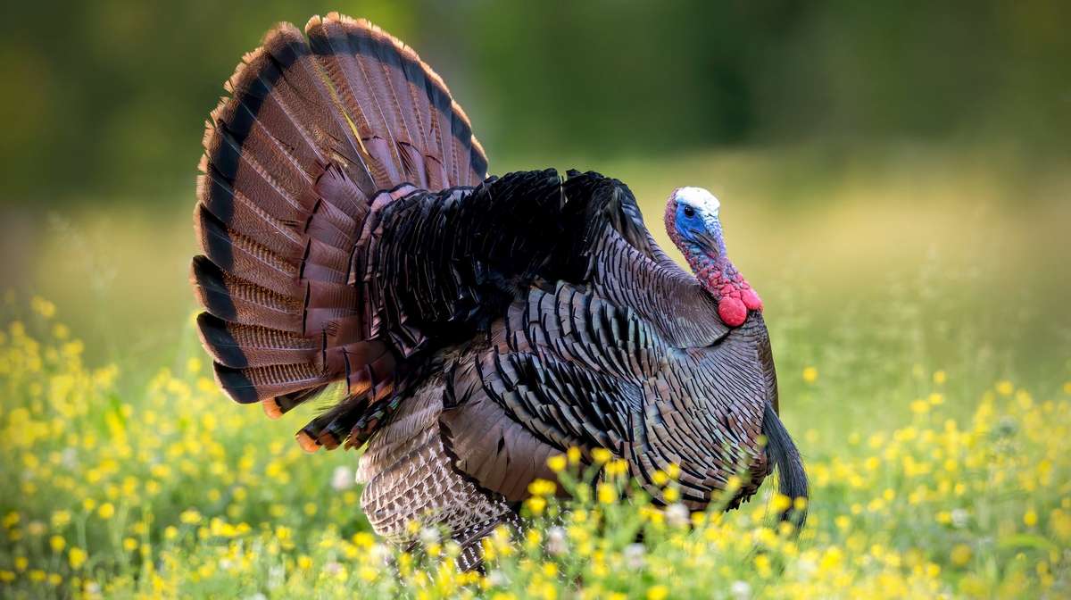Turkey Hunting in Connecticut - Realtree Camo