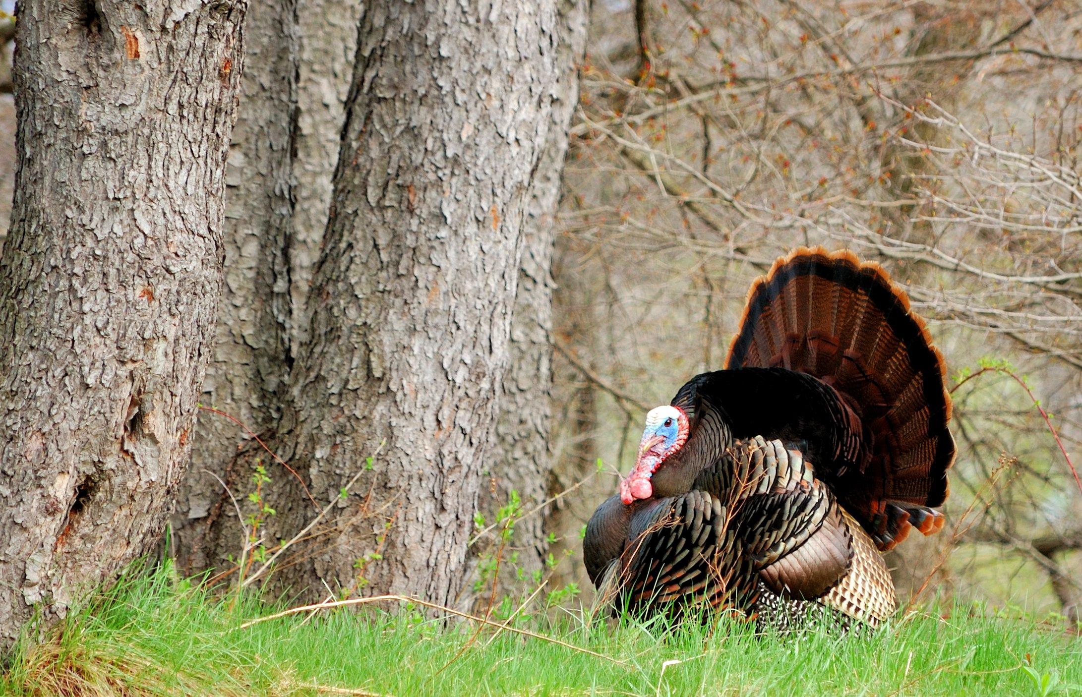 Turkey Hunting in Maine Realtree Camo