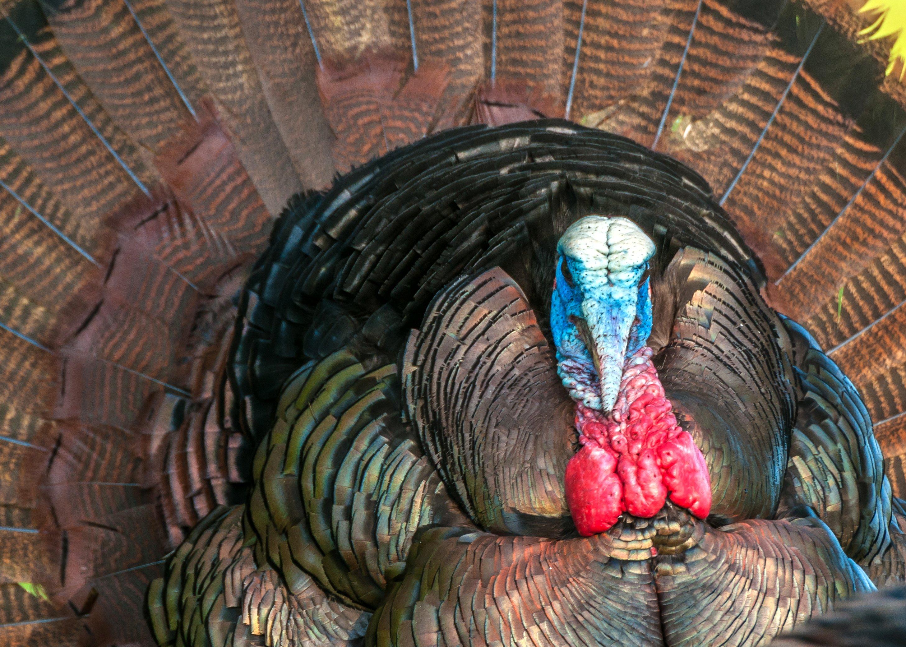 Turkey Hunting in Massachusetts Realtree Camo