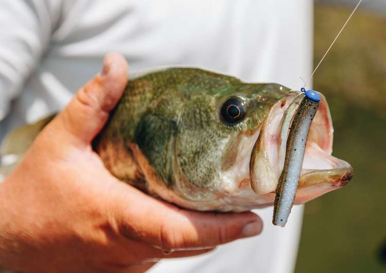 The 10 Biggest Fishing Advancements of the Decade Image