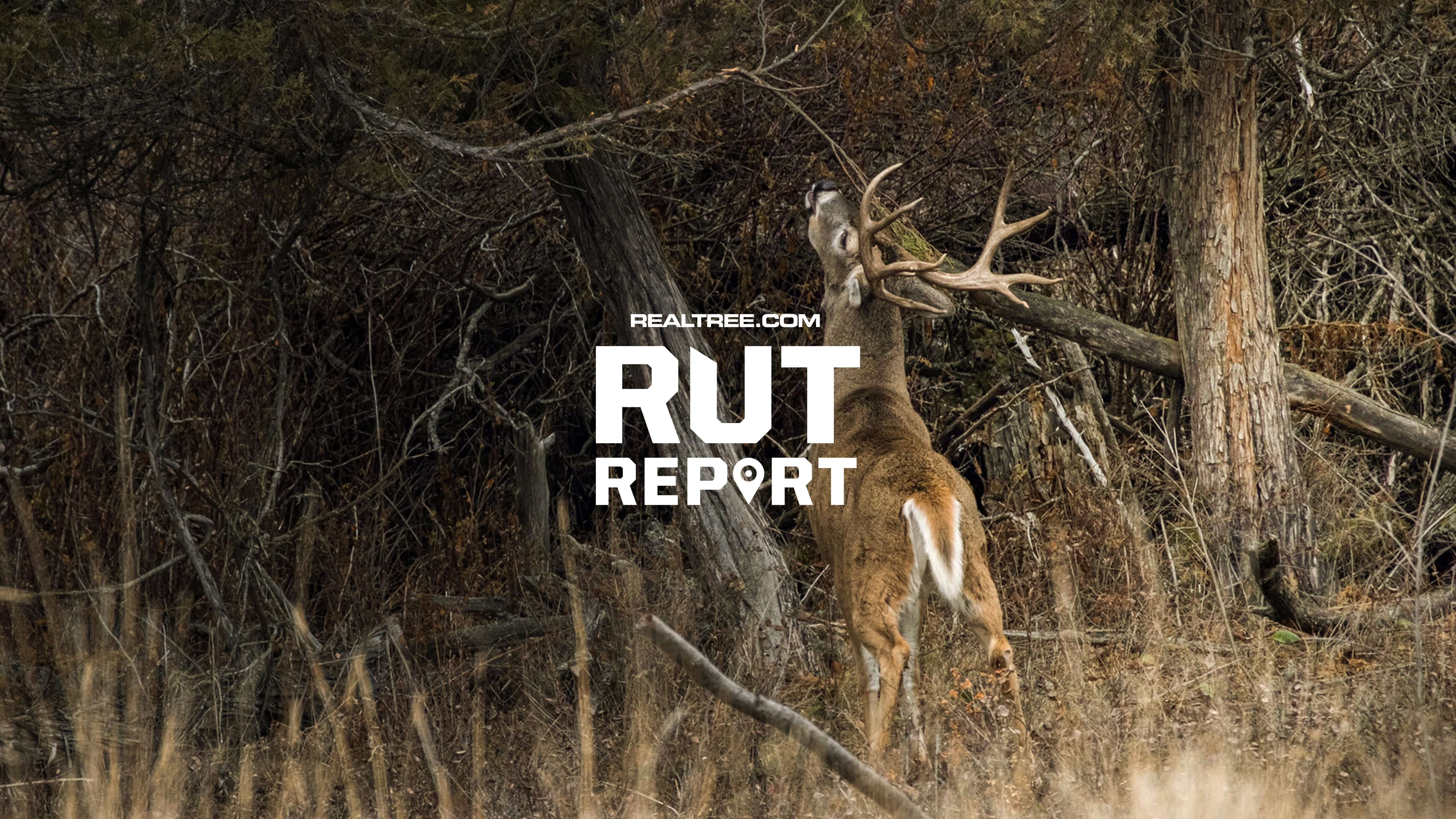 Pro Rut Report
