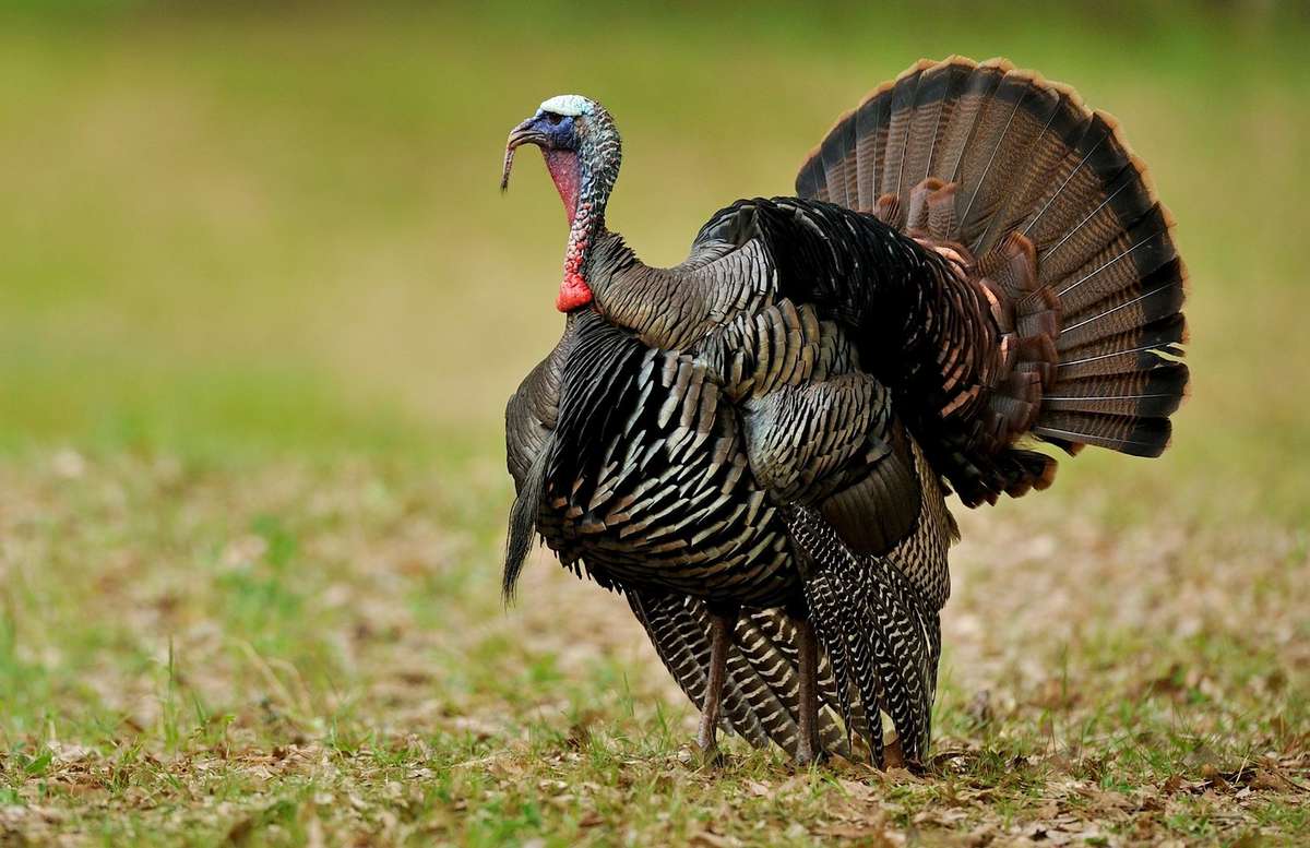 Strut Report: Deep South Gobbling Reports Varied, But Hunters Still ...