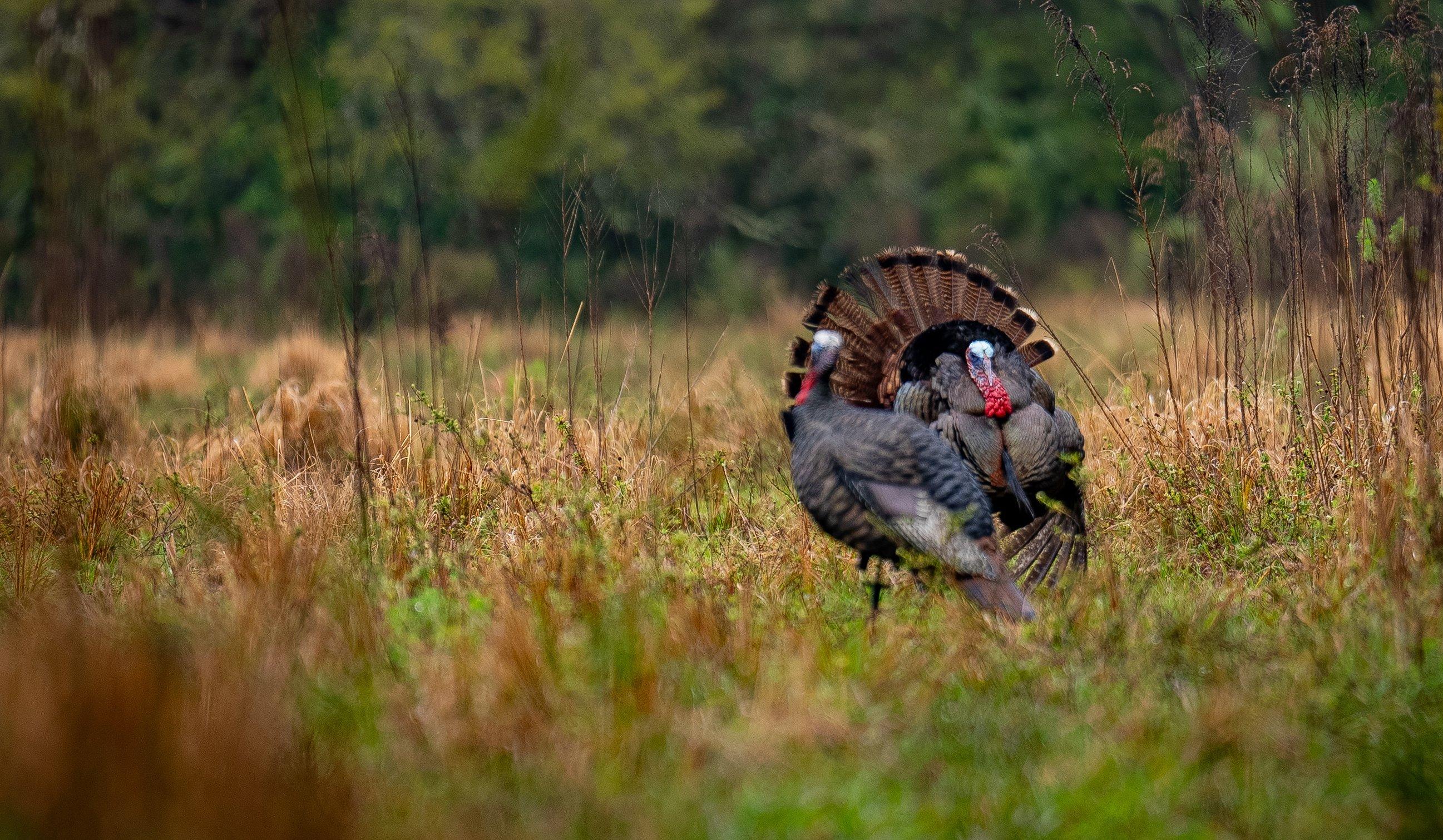 Image: SE_osceola_report_3