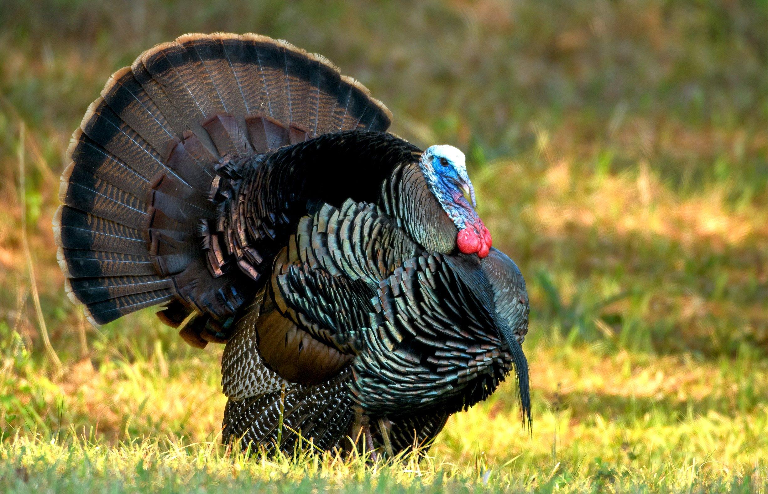 Guide to Southern Turkey Hunting - Realtree Camo