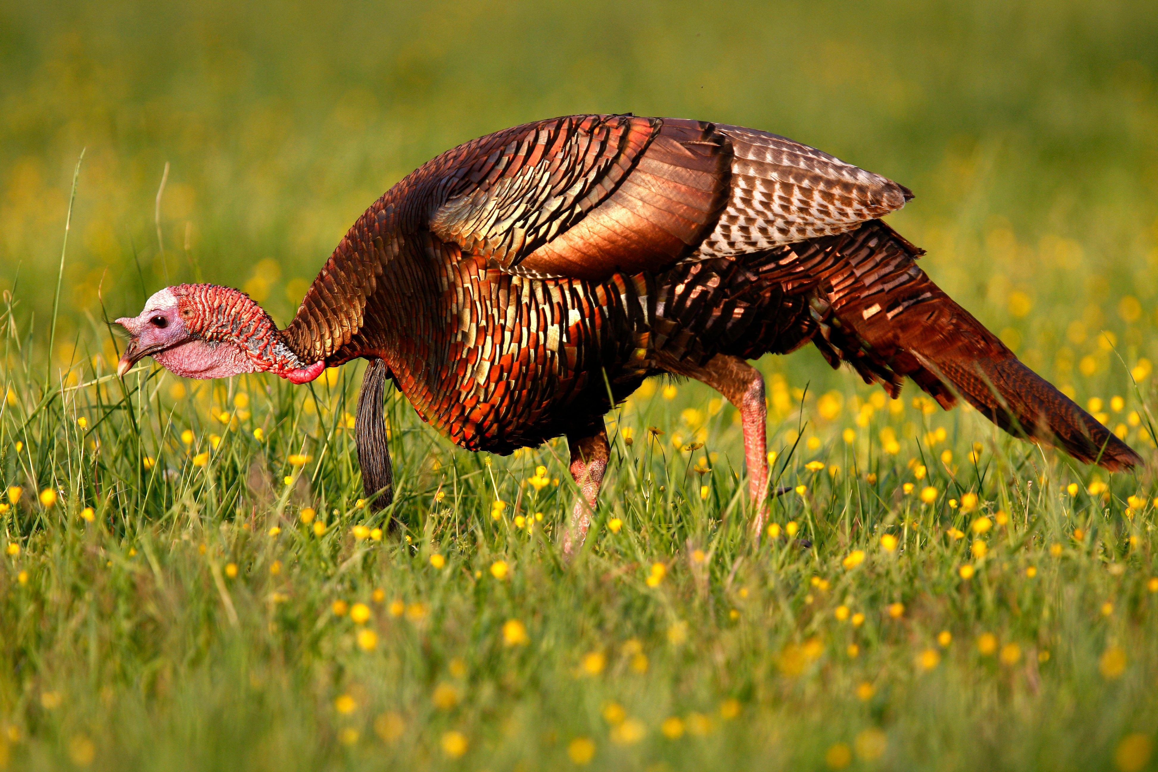 Image: SR_north_gobbler