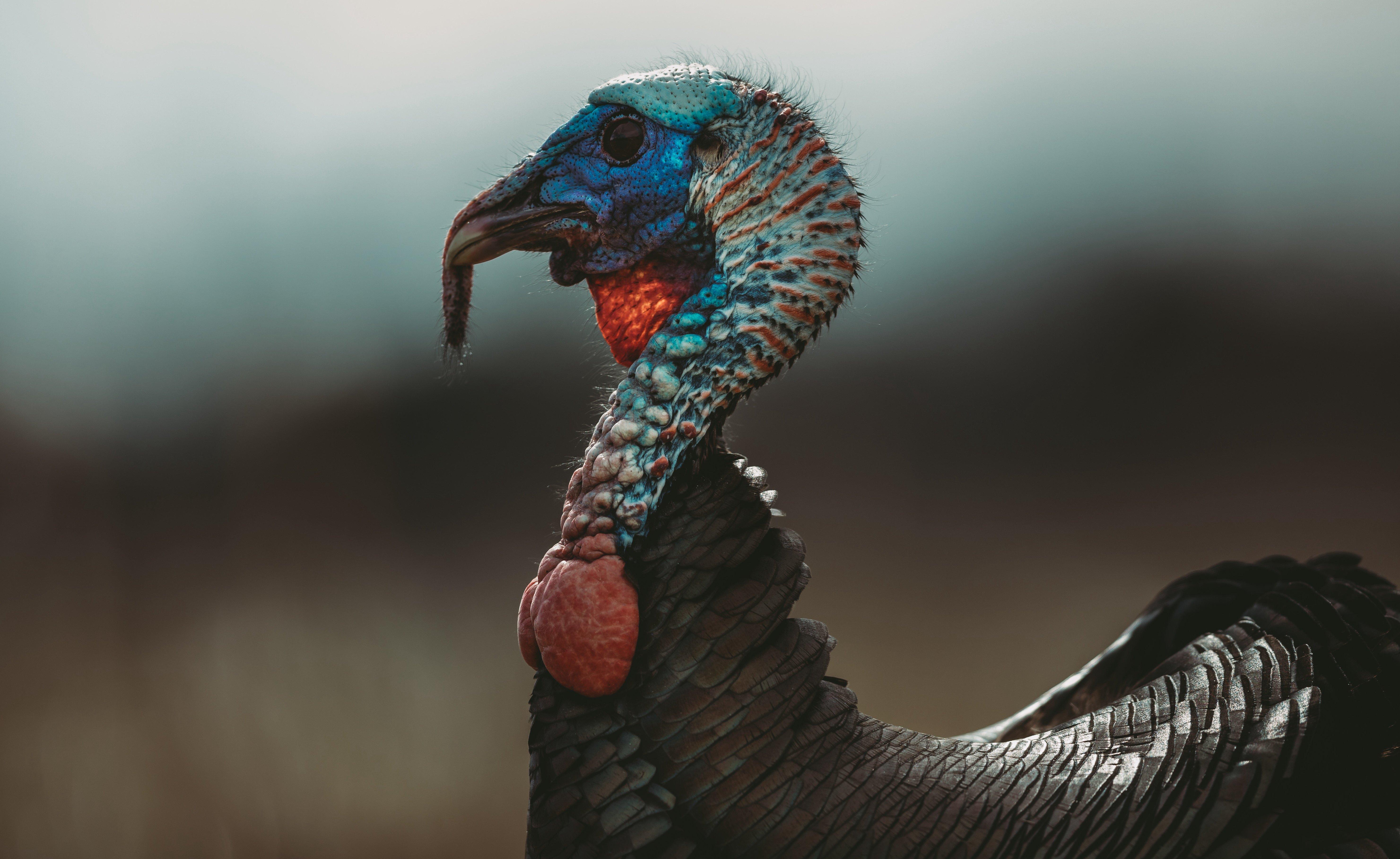 10 Reasons Why You Suck at Calling Turkeys - Realtree Camo