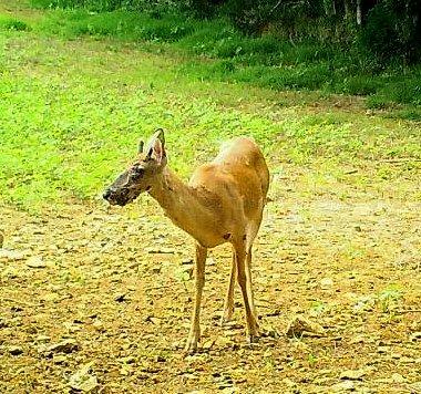 Image: Whitetail-Deer-Warts-2