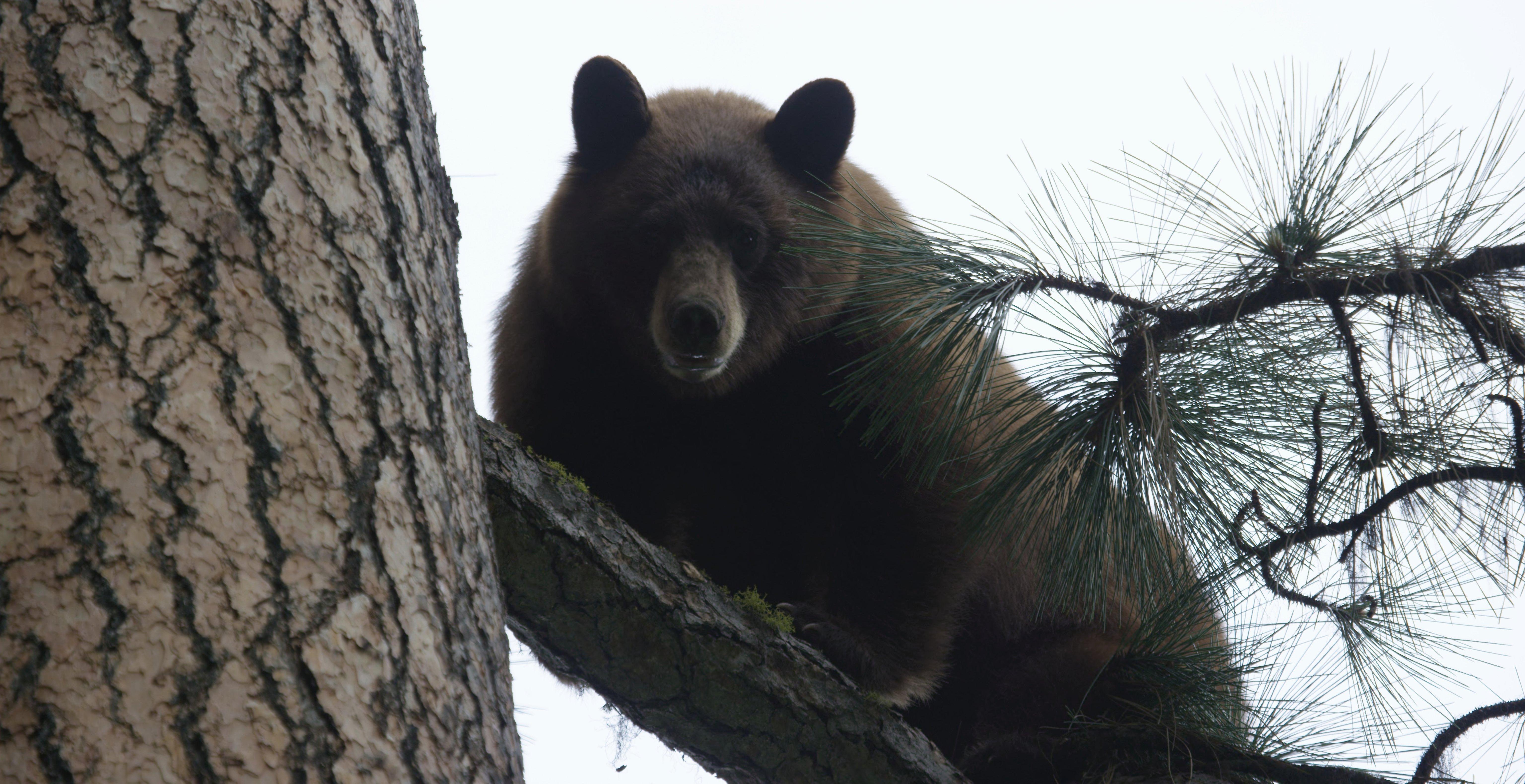 Look like a big bear? Look again, at the ears. It's a young bear, maybe two years old. (Image courtesy of  Zach Heaton).