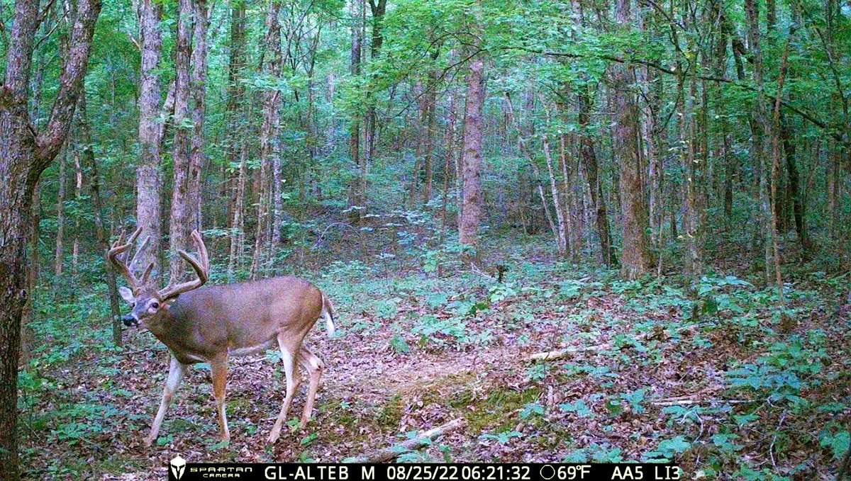 The buck was on a strictly morning pattern.